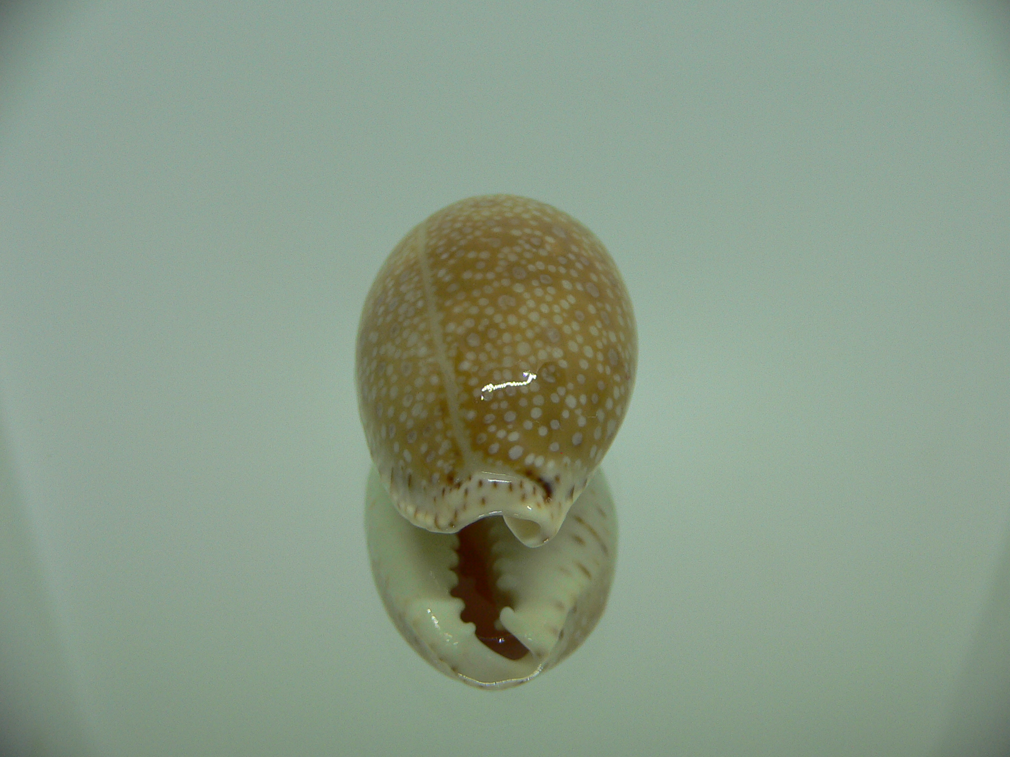 Cypraea erosa chlorizans YOUNG