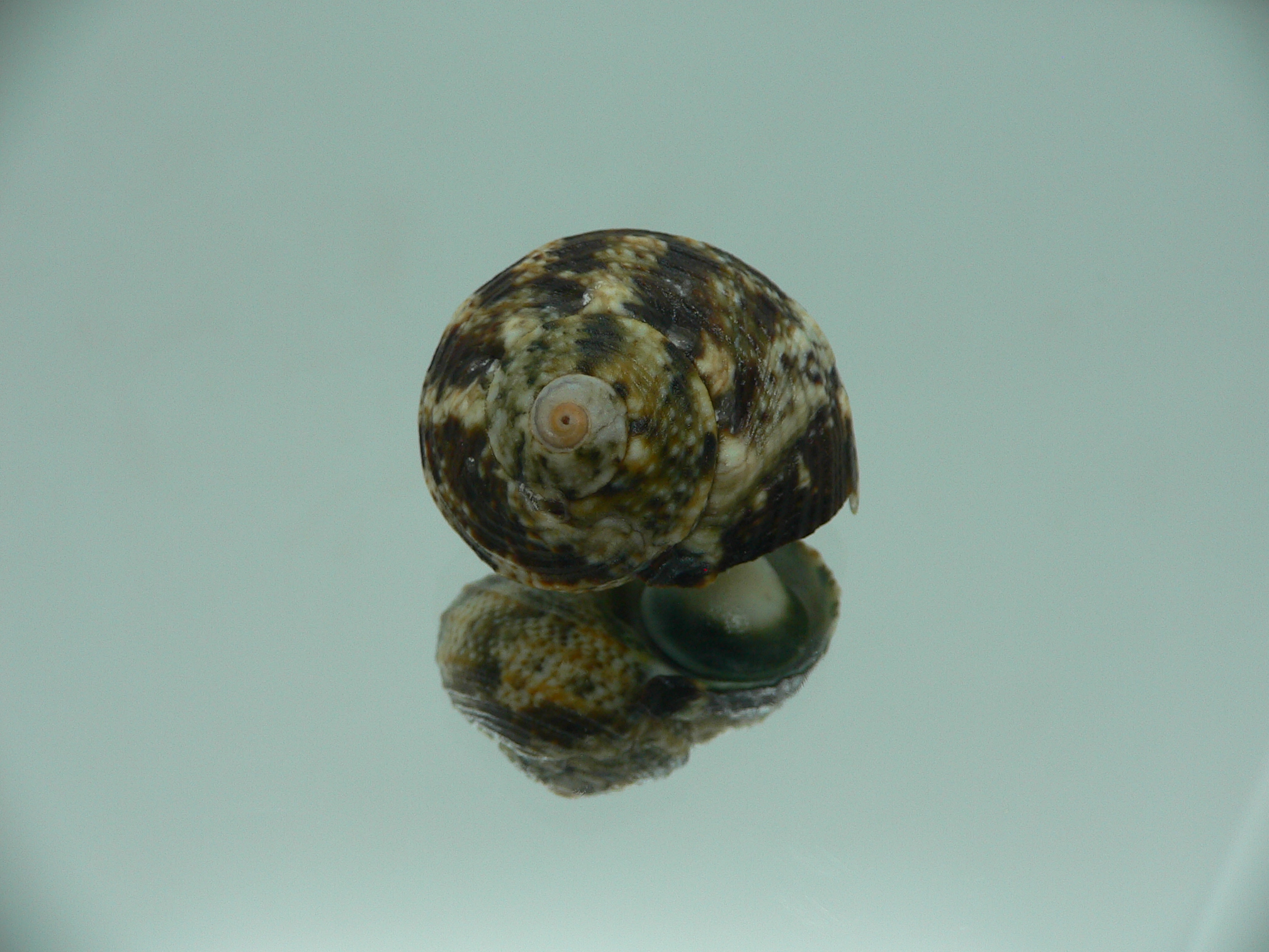 Turbo cinerius BIG