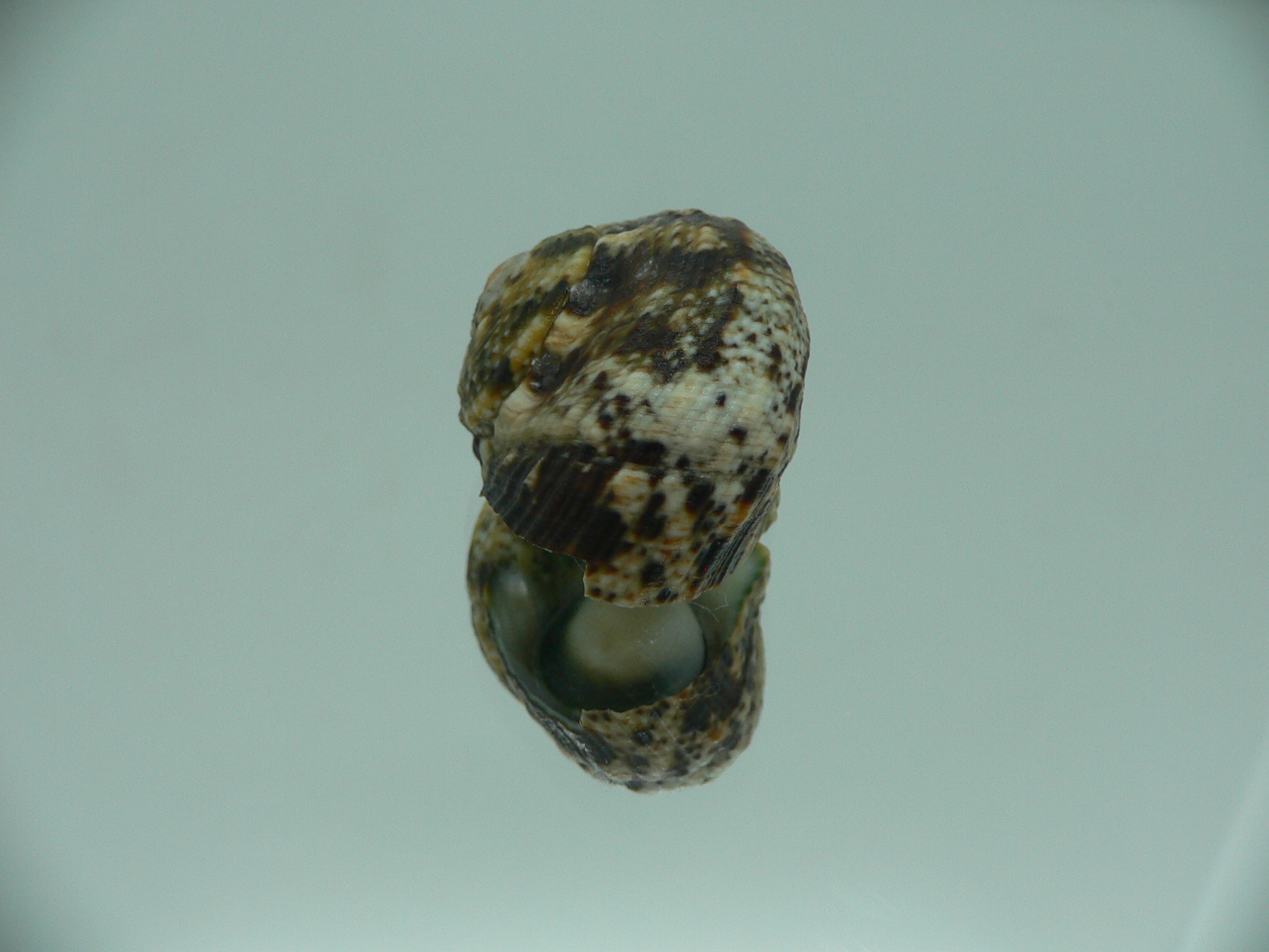 Turbo cinerius BIG