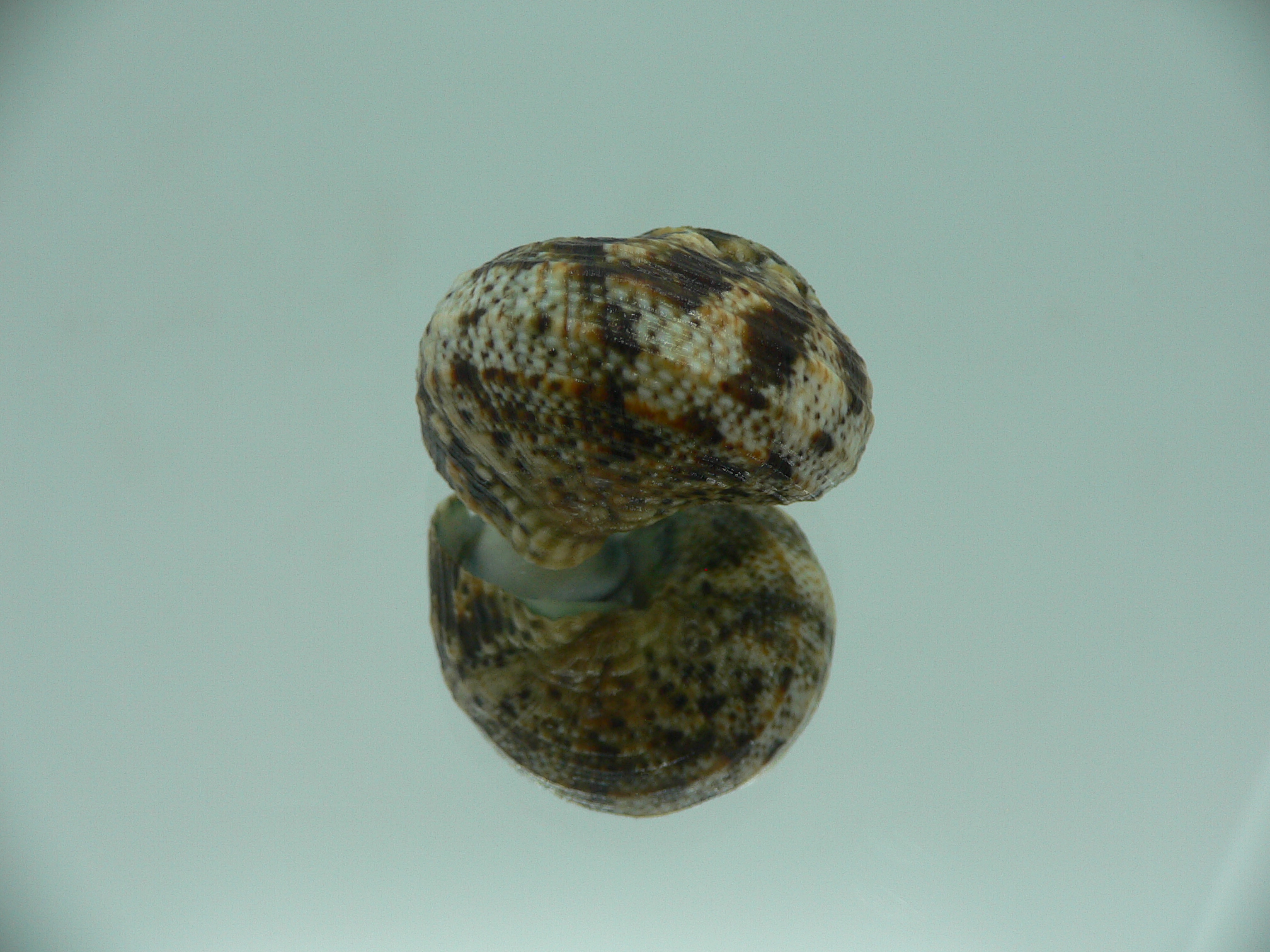 Turbo cinerius BIG