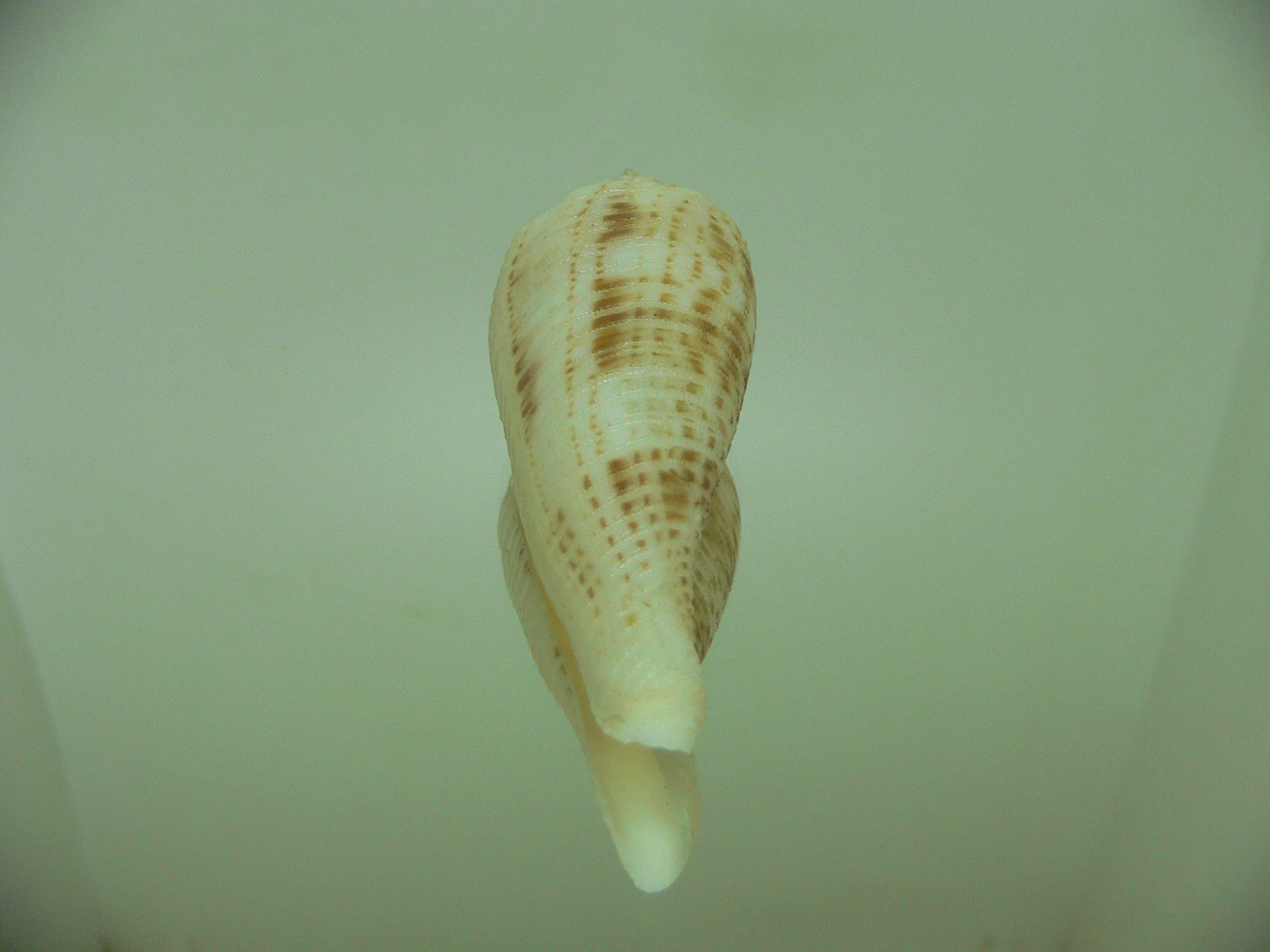 Conus orbignyi BIG+