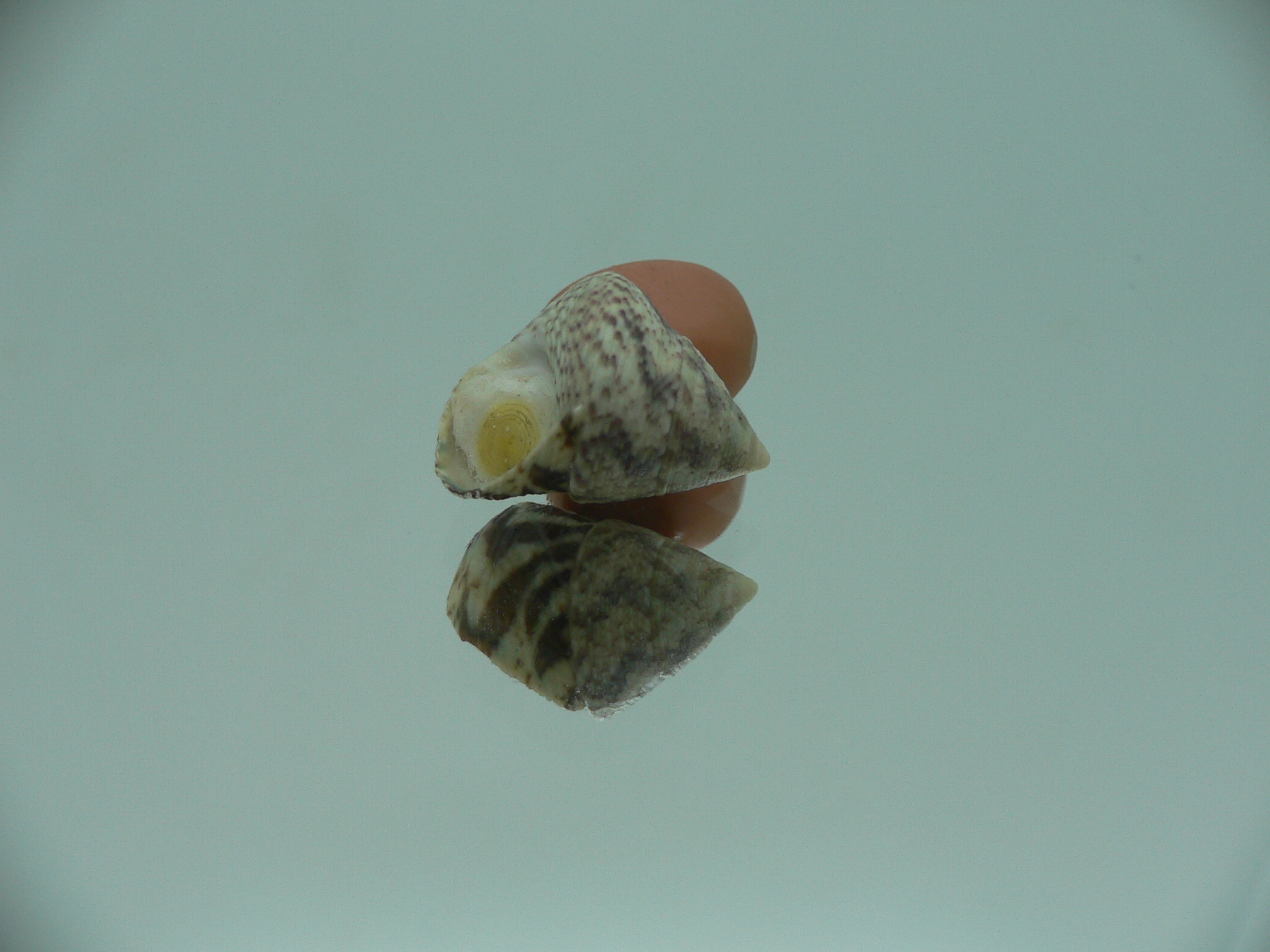 Calthalotia strigata BICOLOR