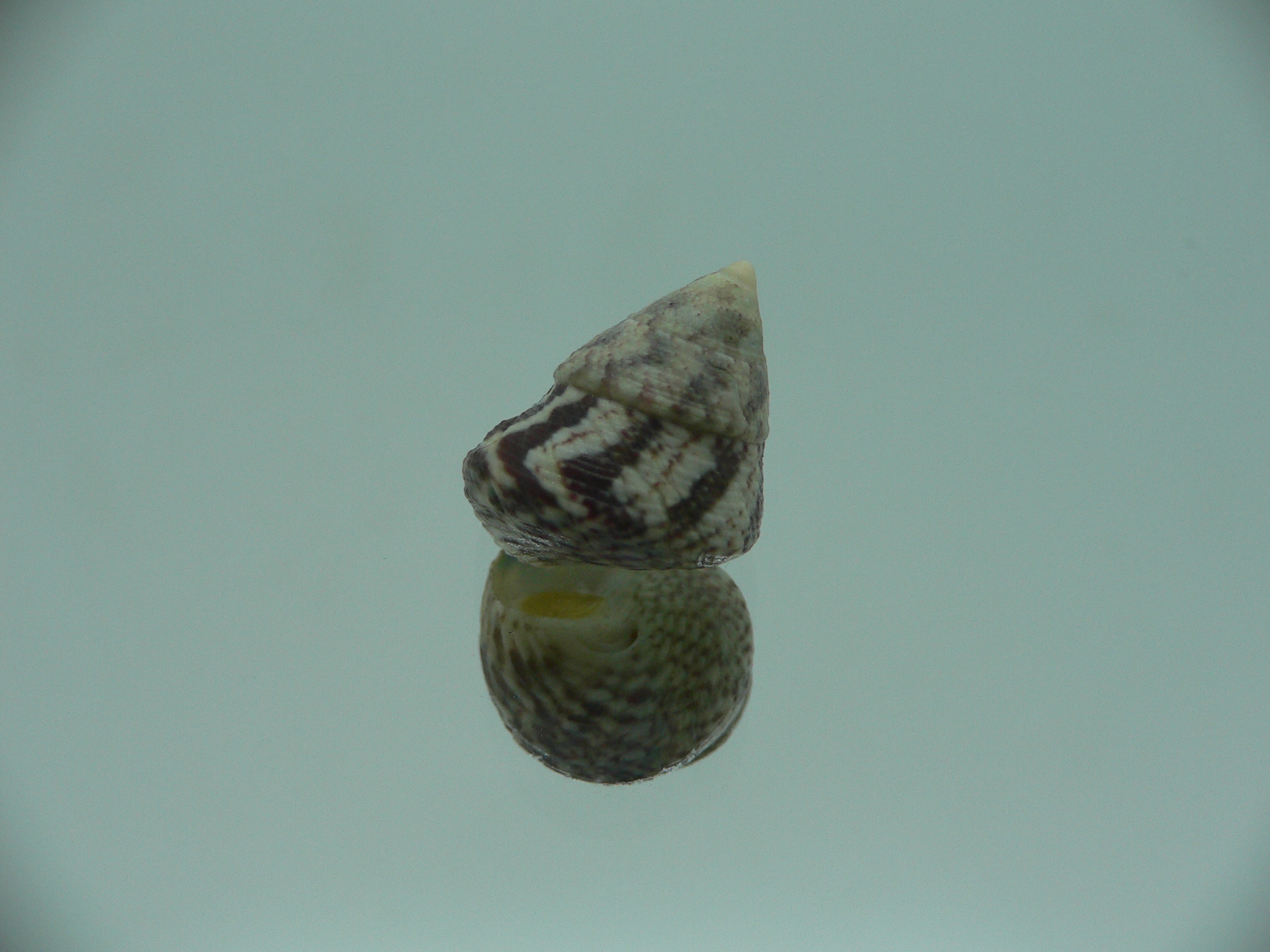 Calthalotia strigata BICOLOR
