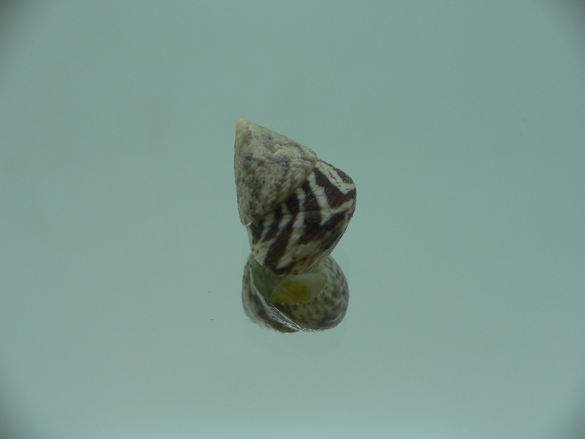 Calthalotia strigata BICOLOR