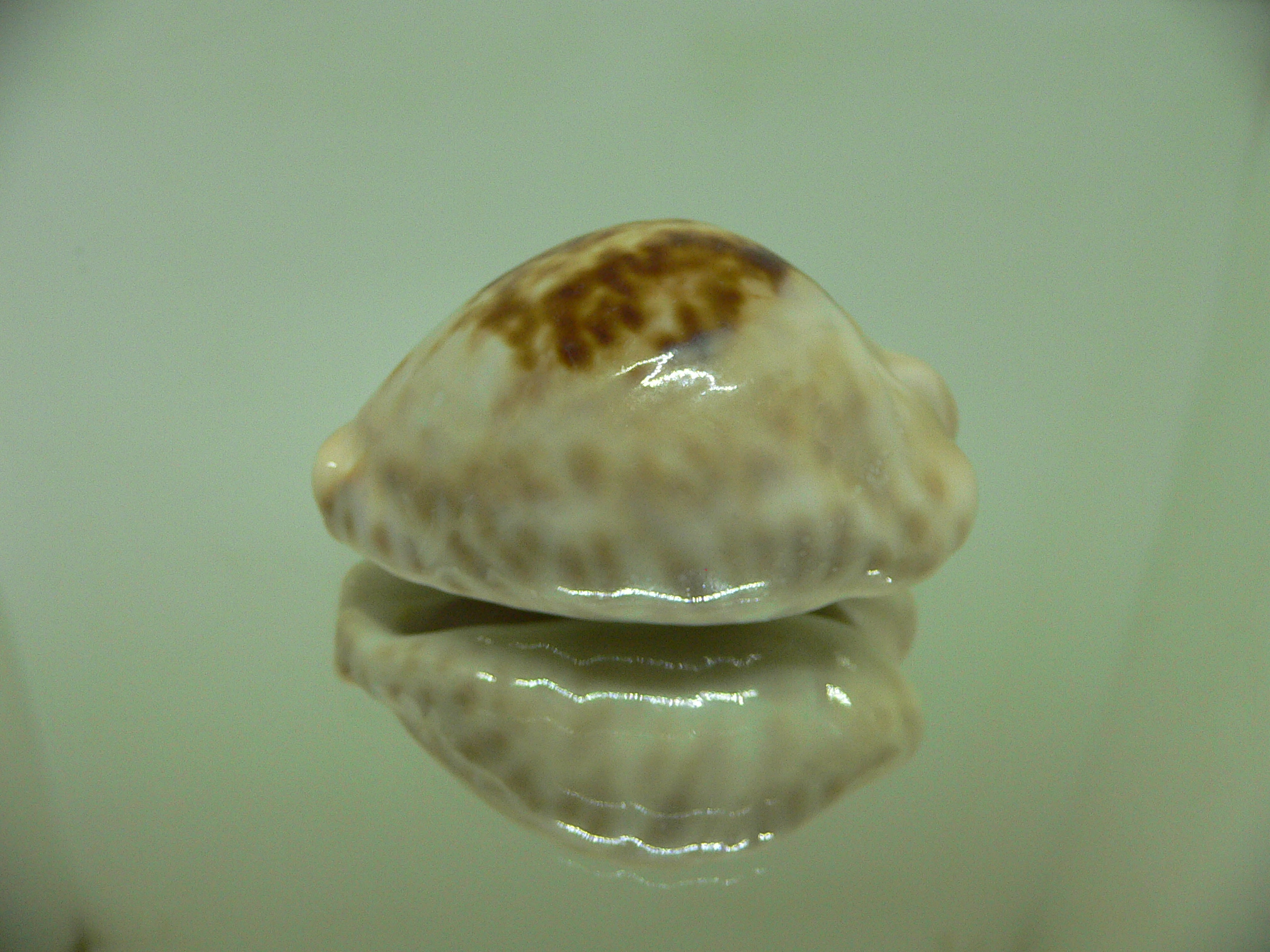 Cypraea teulerei ENDEMIC & TURTLE