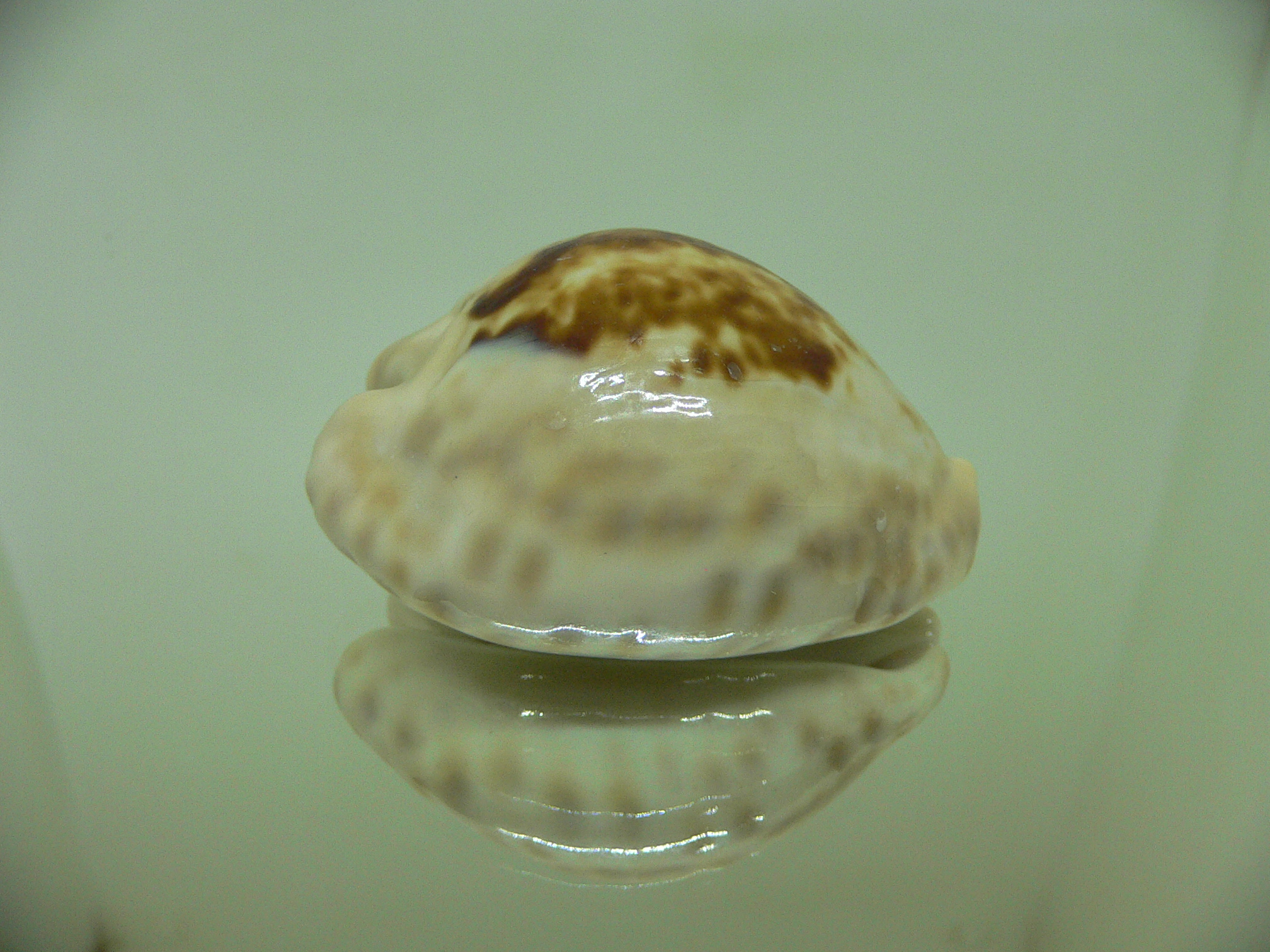 Cypraea teulerei ENDEMIC & TURTLE