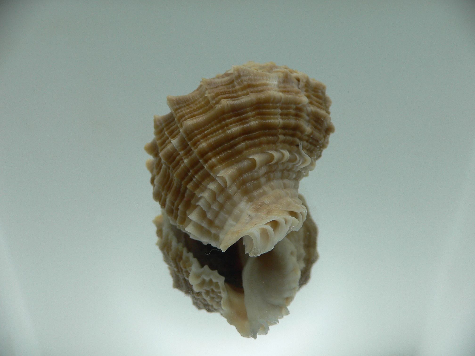 Rapana bezoar COLORIT