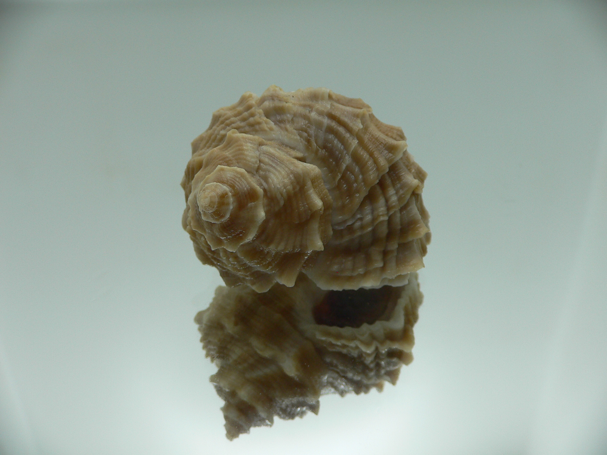 Rapana bezoar COLORIT