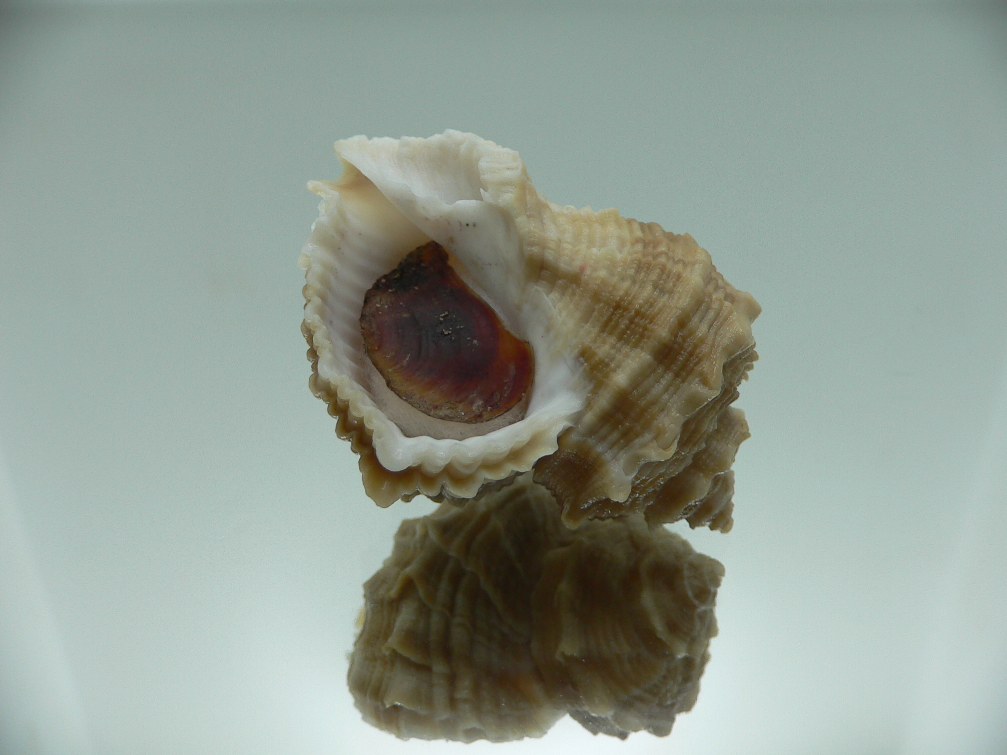 Rapana bezoar COLORIT