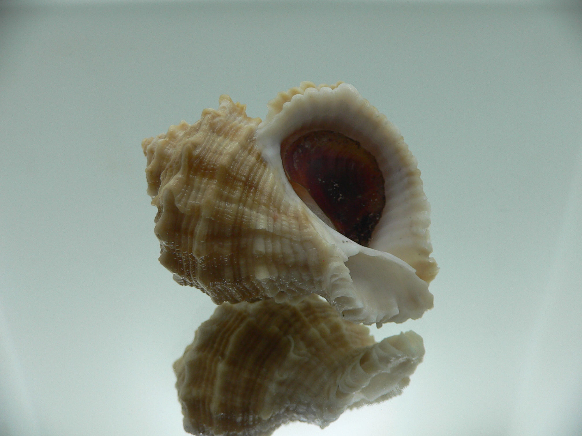 Rapana bezoar COLORIT