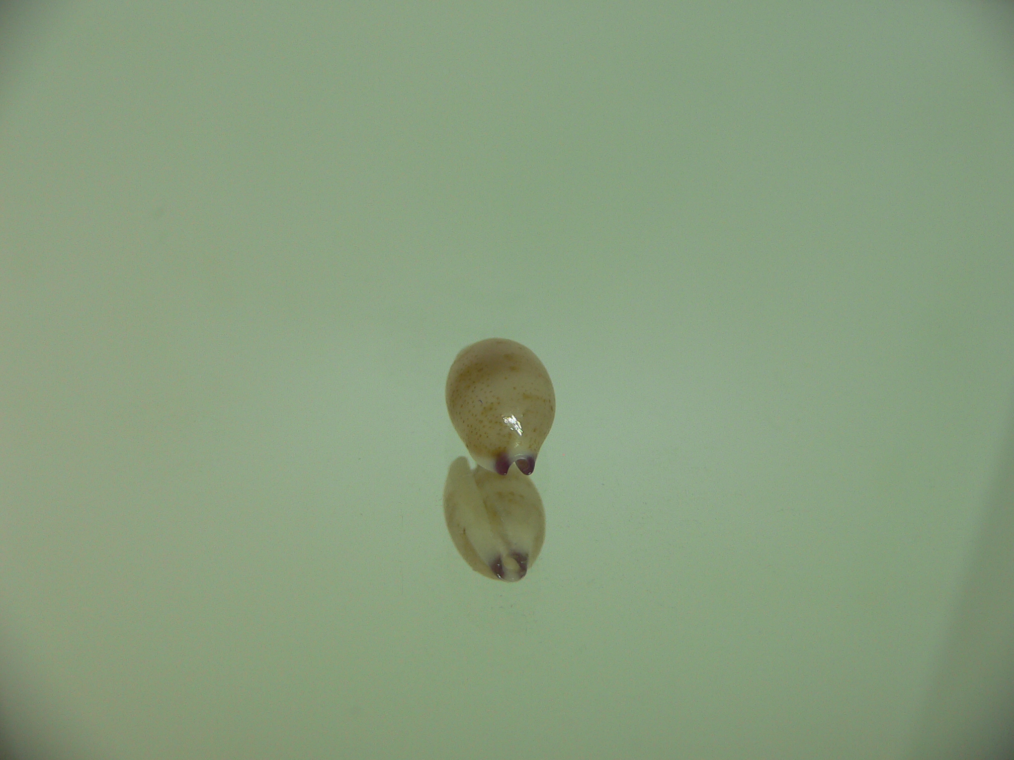 Cypraea microdon microdon 7