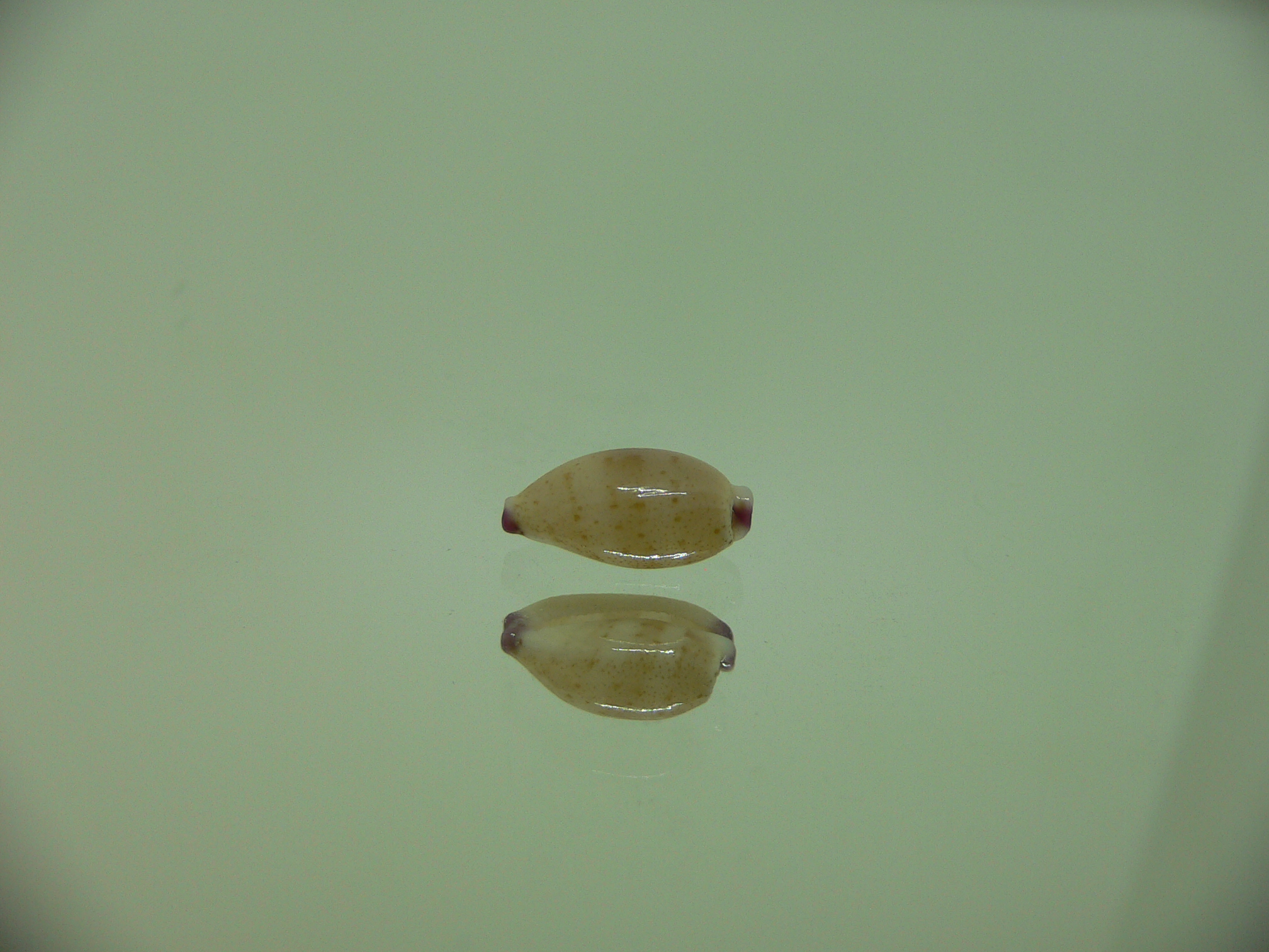 Cypraea microdon microdon 7