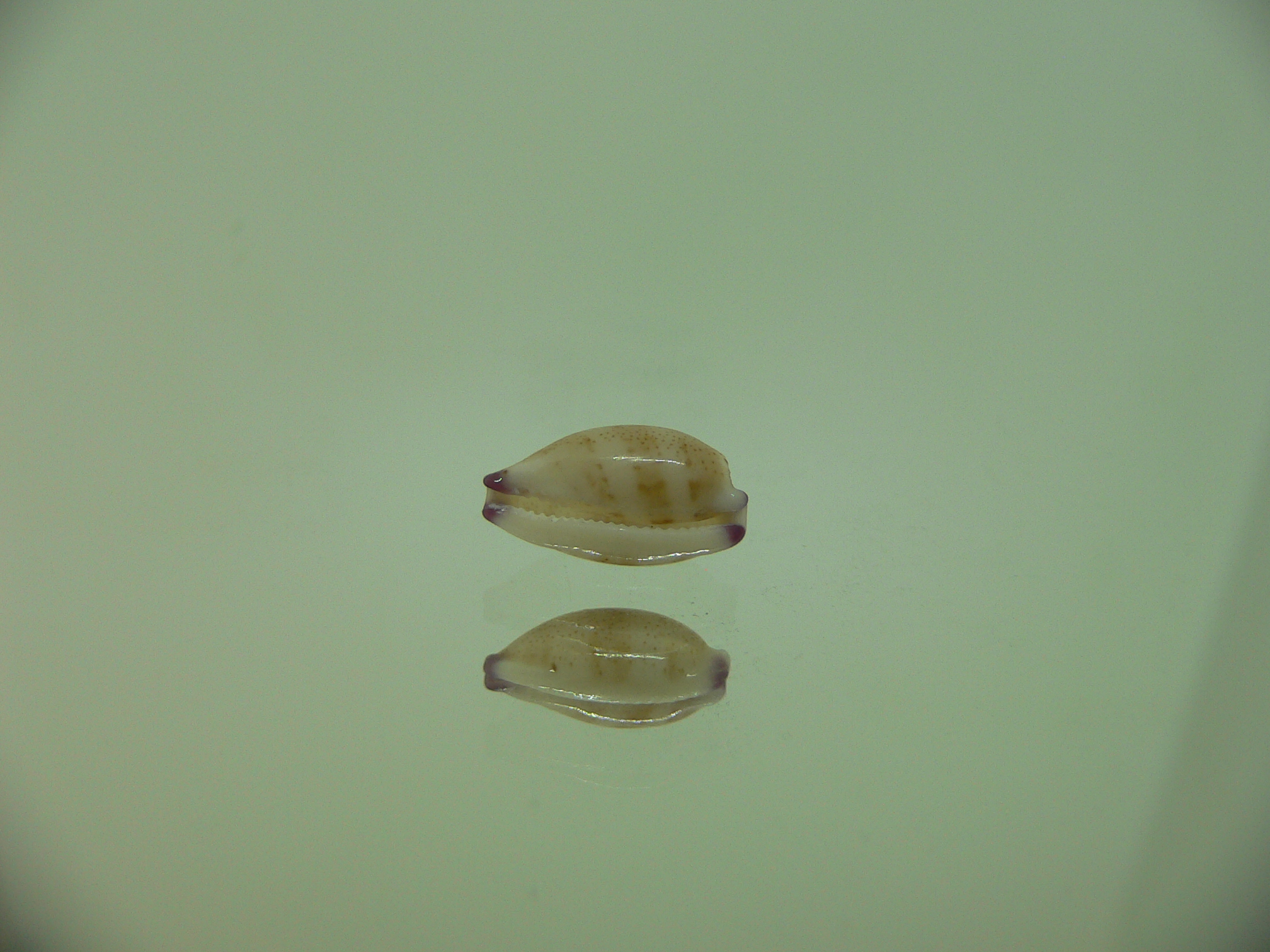 Cypraea microdon microdon 7