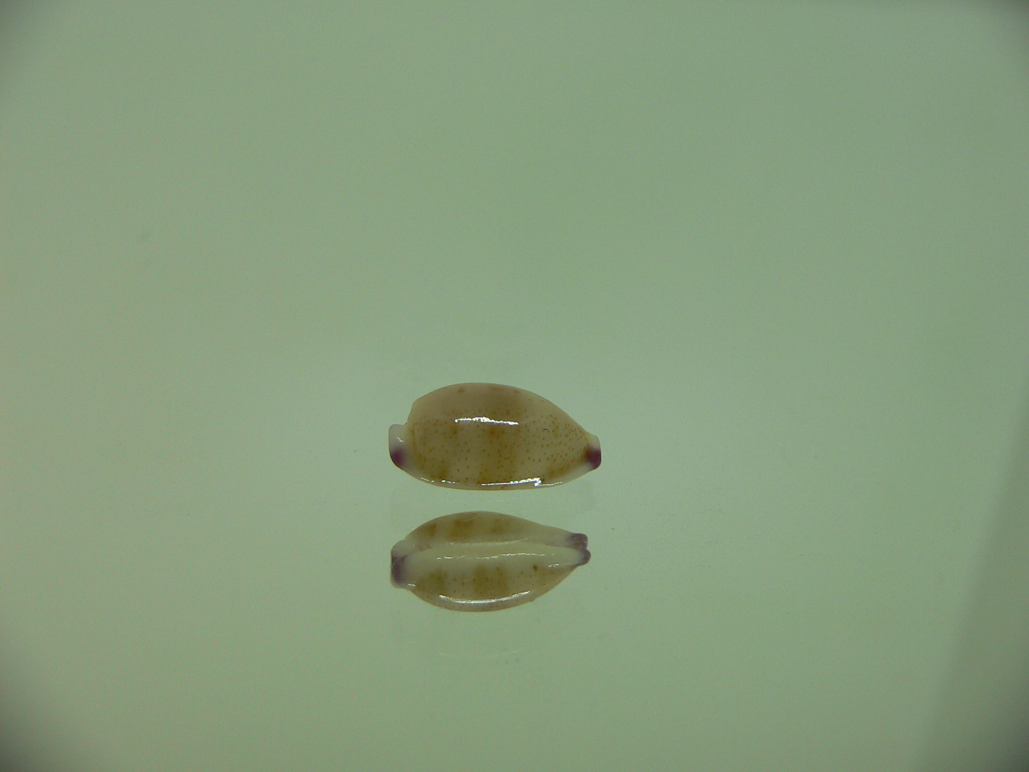 Cypraea microdon microdon 7