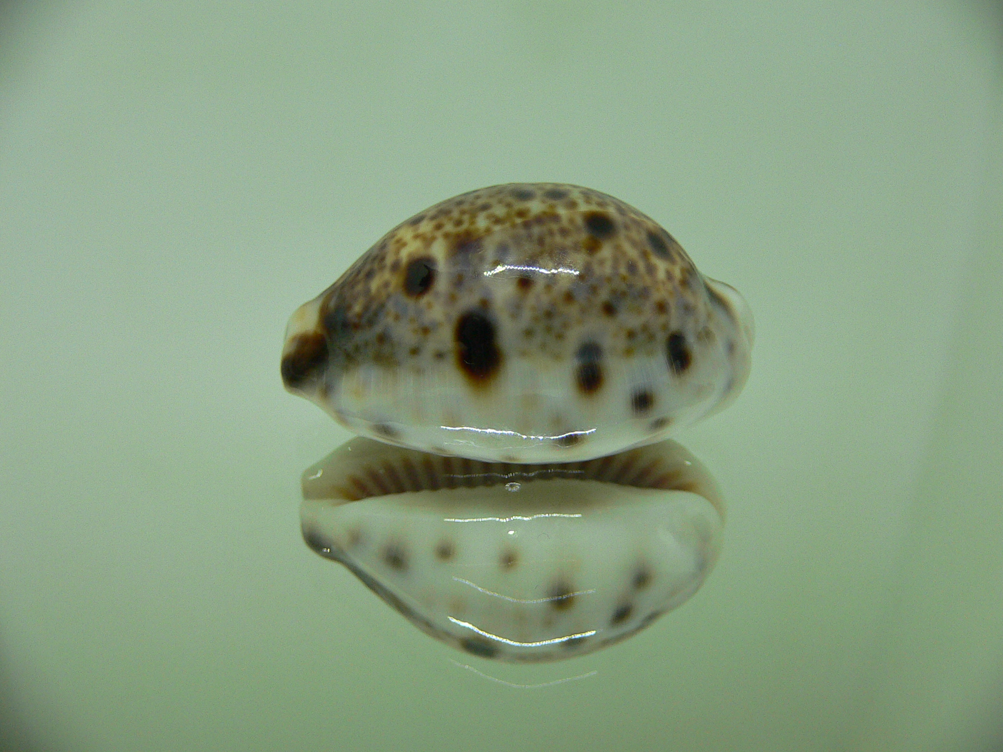 Cypraea lynx ROSTRATE & CALLOUSED