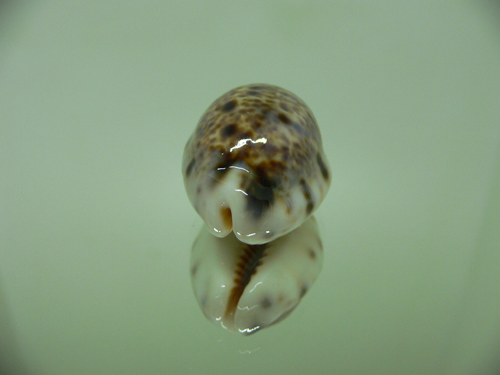 Cypraea lynx ROSTRATE & CALLOUSED