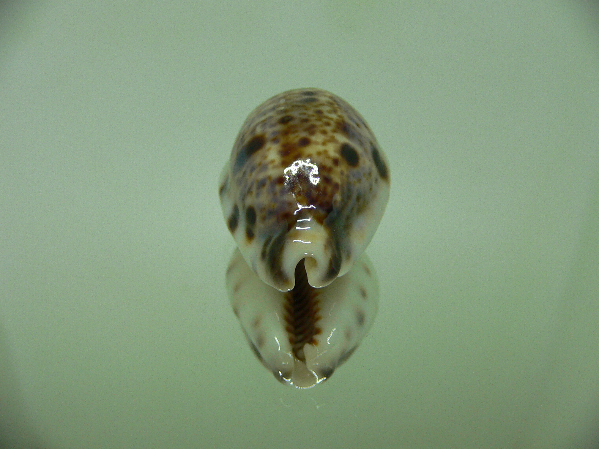 Cypraea lynx ROSTRATE & CALLOUSED