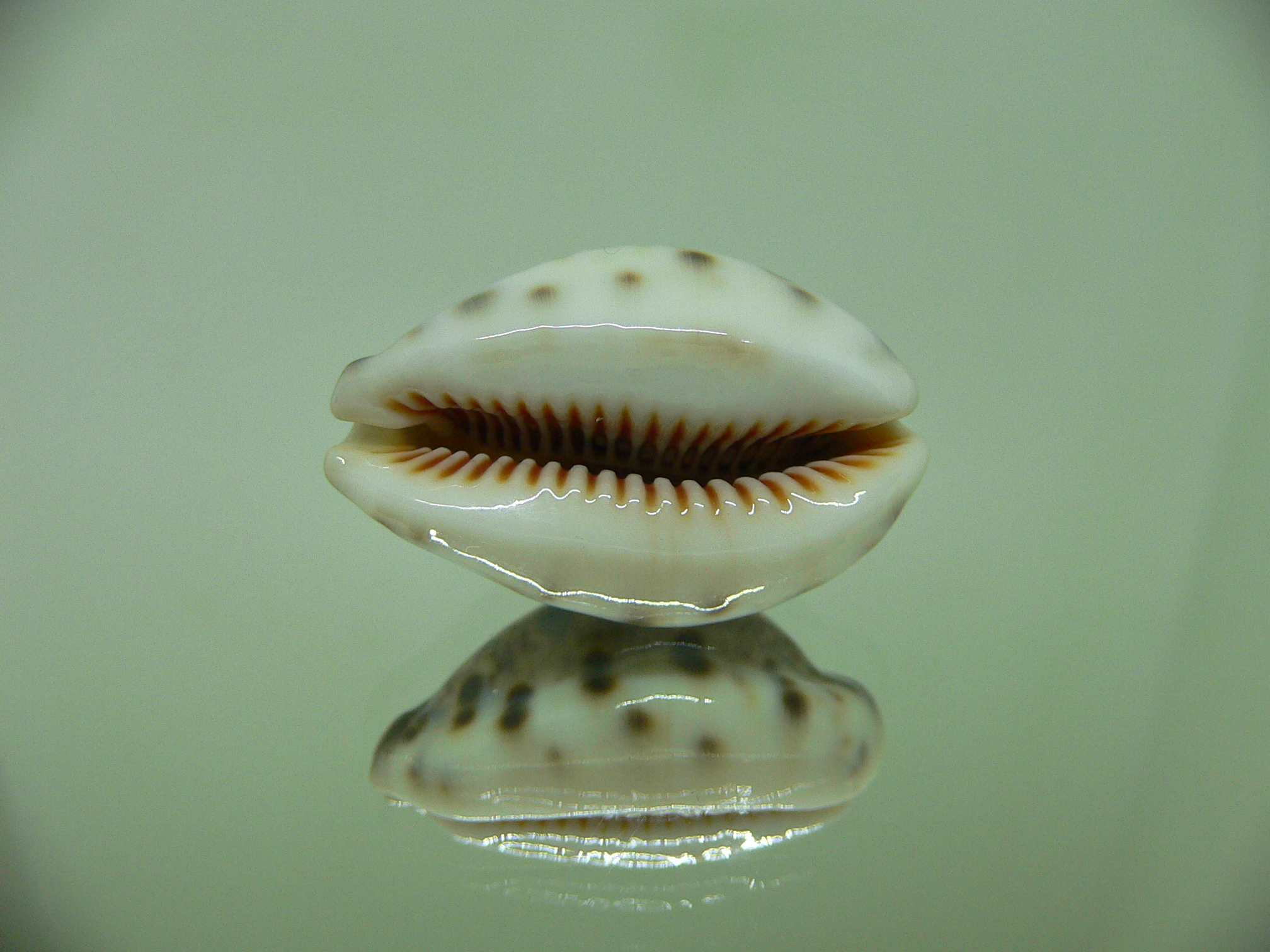 Cypraea lynx ROSTRATE & CALLOUSED