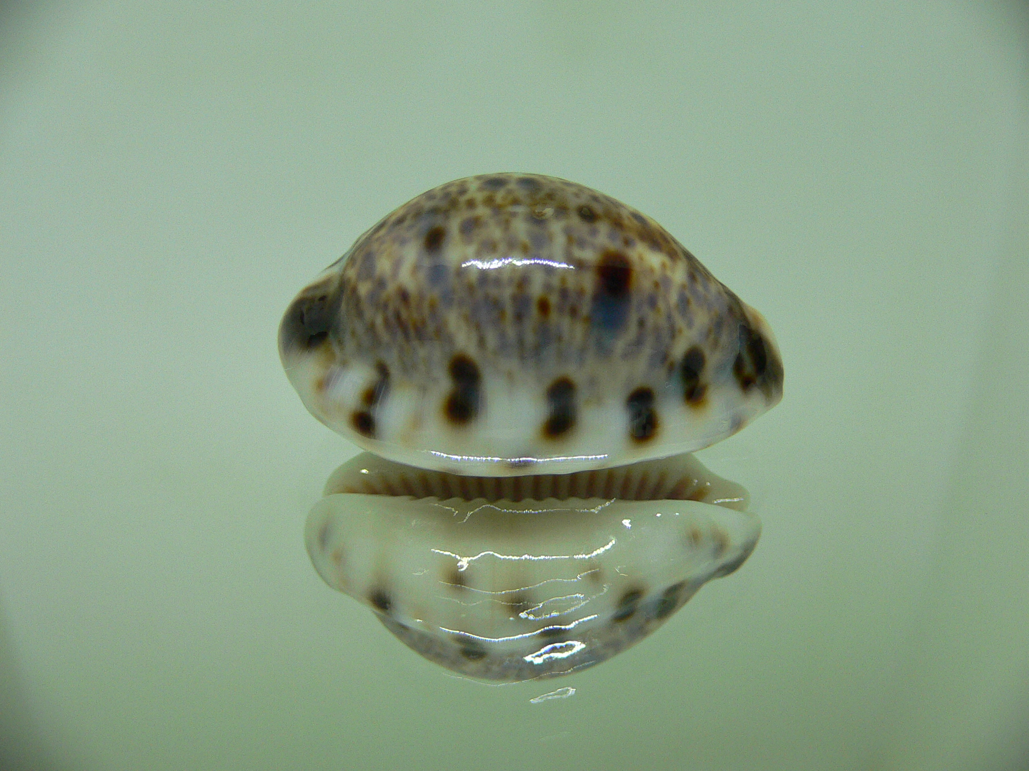 Cypraea lynx ROSTRATE & CALLOUSED