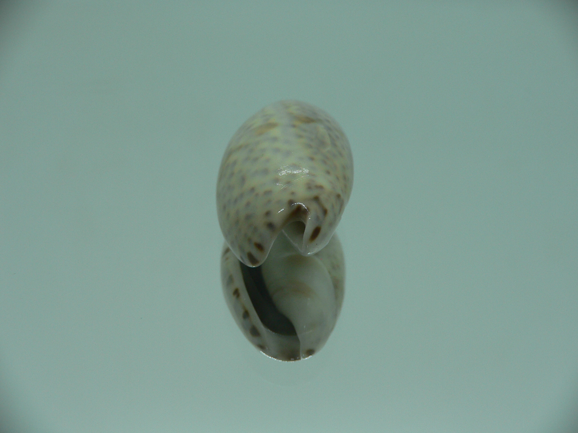 Oliva bulbosa f. tuberosa GRAY