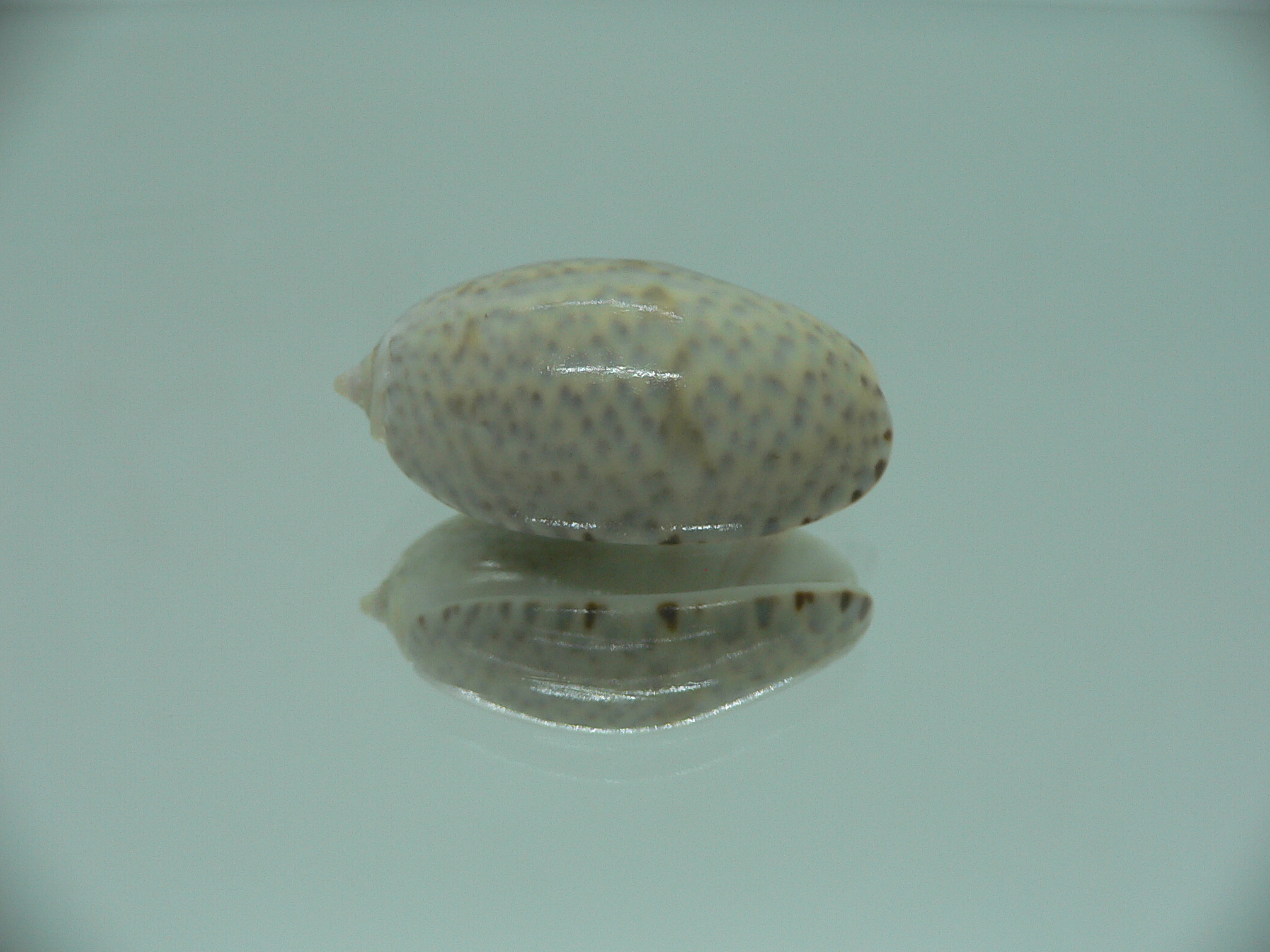 Oliva bulbosa f. tuberosa GRAY