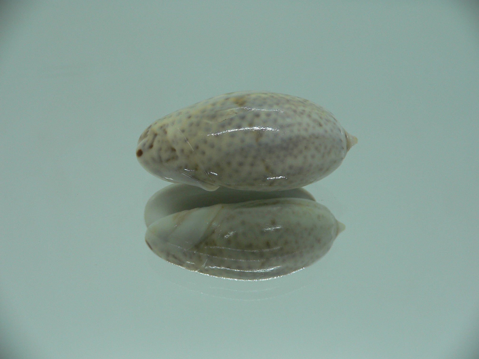 Oliva bulbosa f. tuberosa GRAY