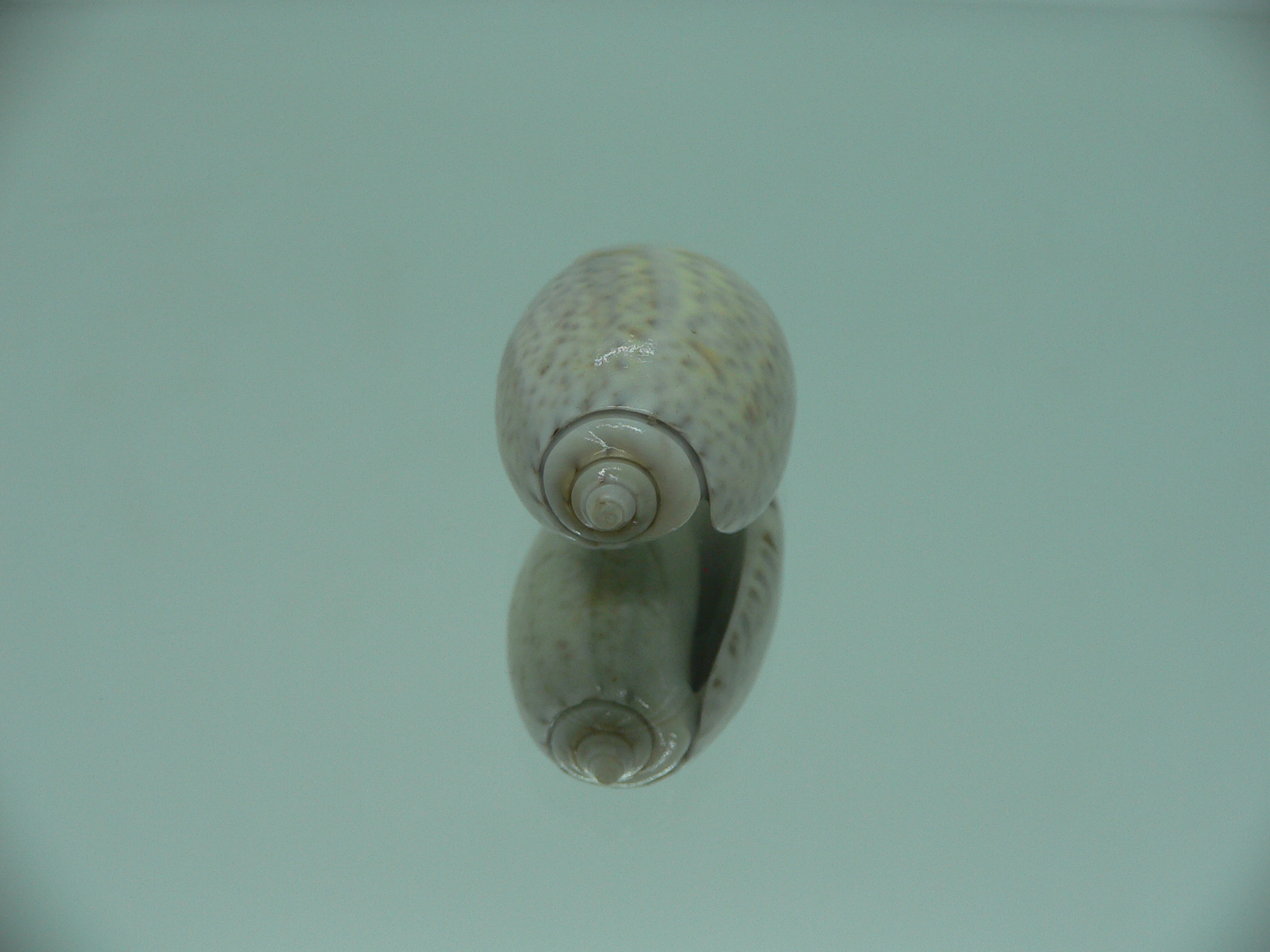 Oliva bulbosa f. tuberosa GRAY