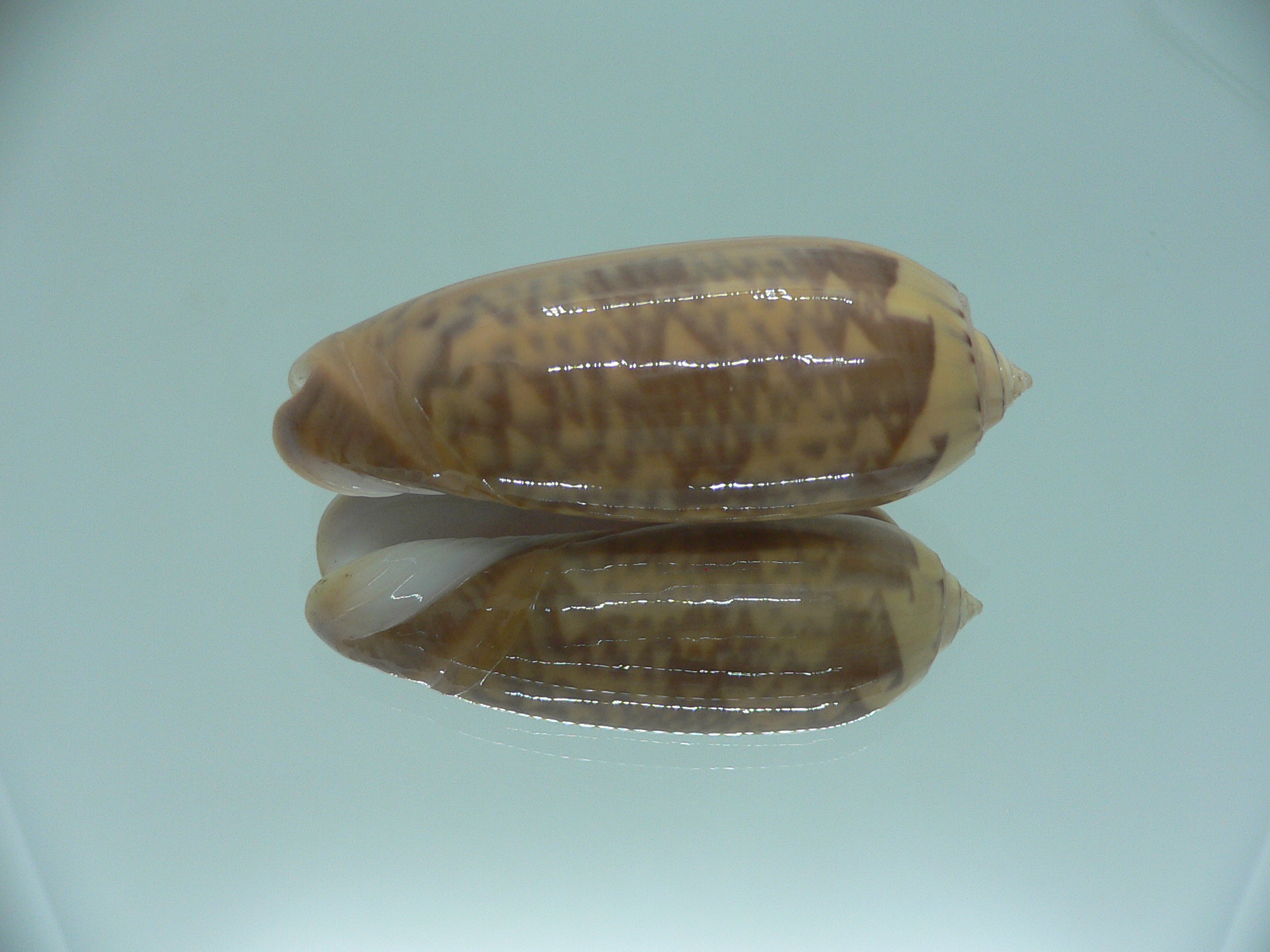 Oliva hirasei VERY BIG & SUPER COLOR