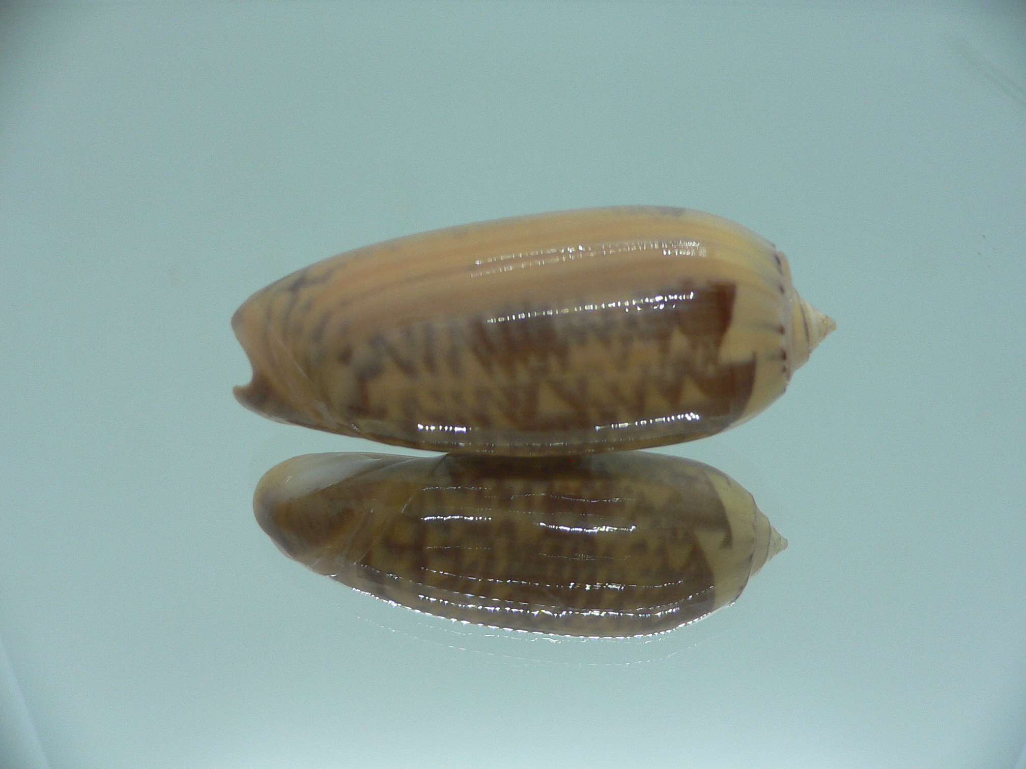 Oliva hirasei VERY BIG & SUPER COLOR