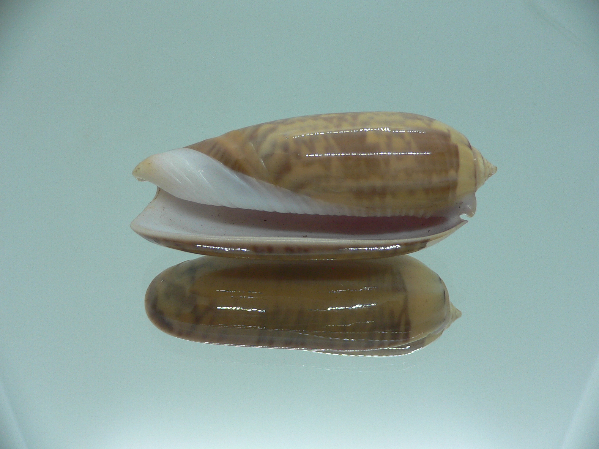 Oliva hirasei VERY BIG & SUPER COLOR