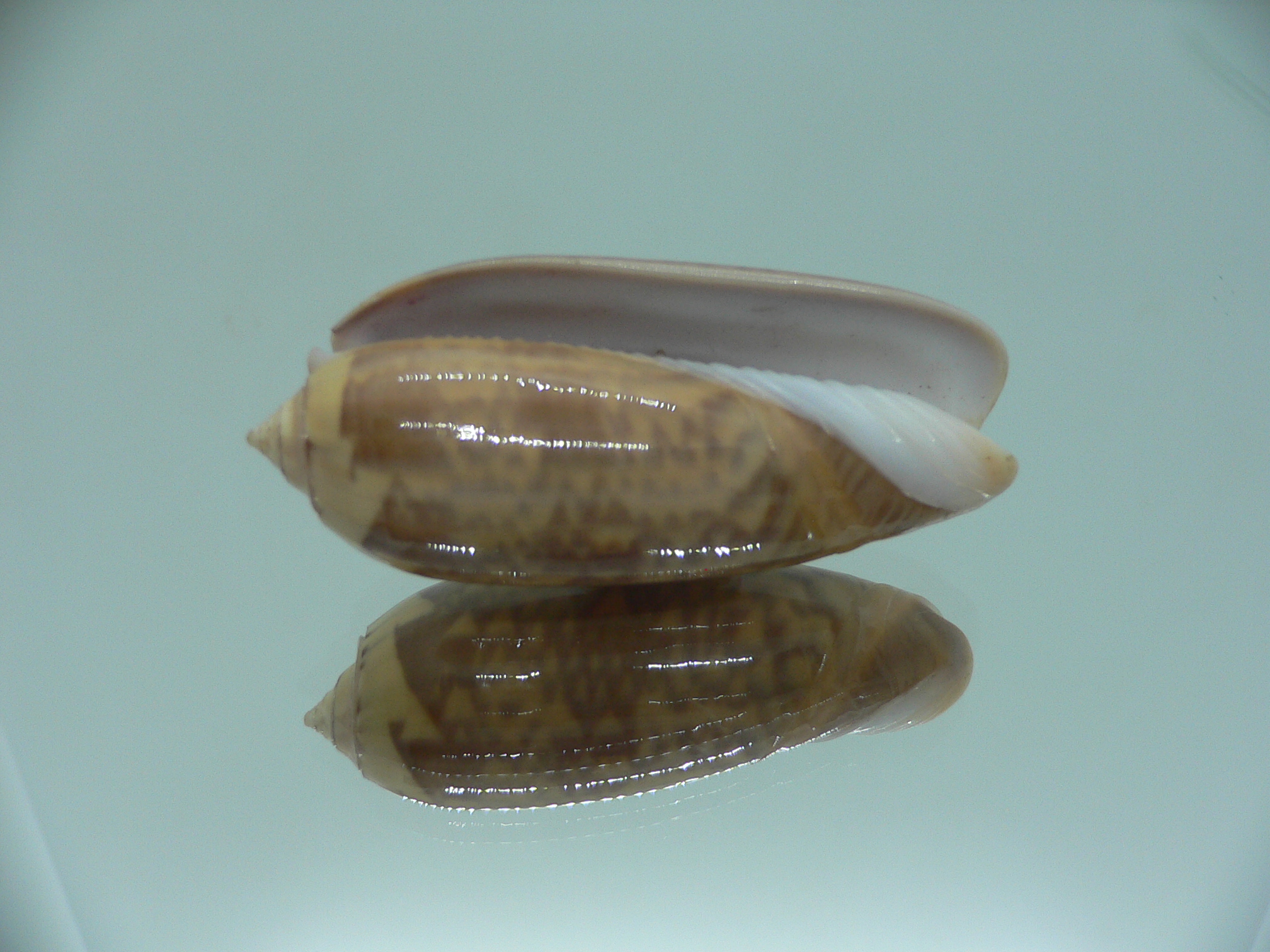 Oliva hirasei VERY BIG & SUPER COLOR