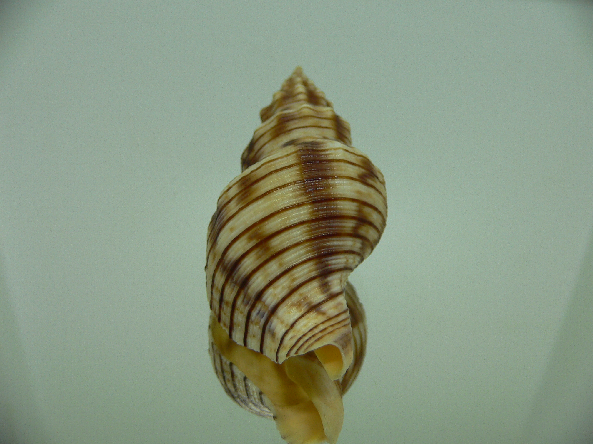 Siphonalia spadicea spadicea DARK & VERY BIG