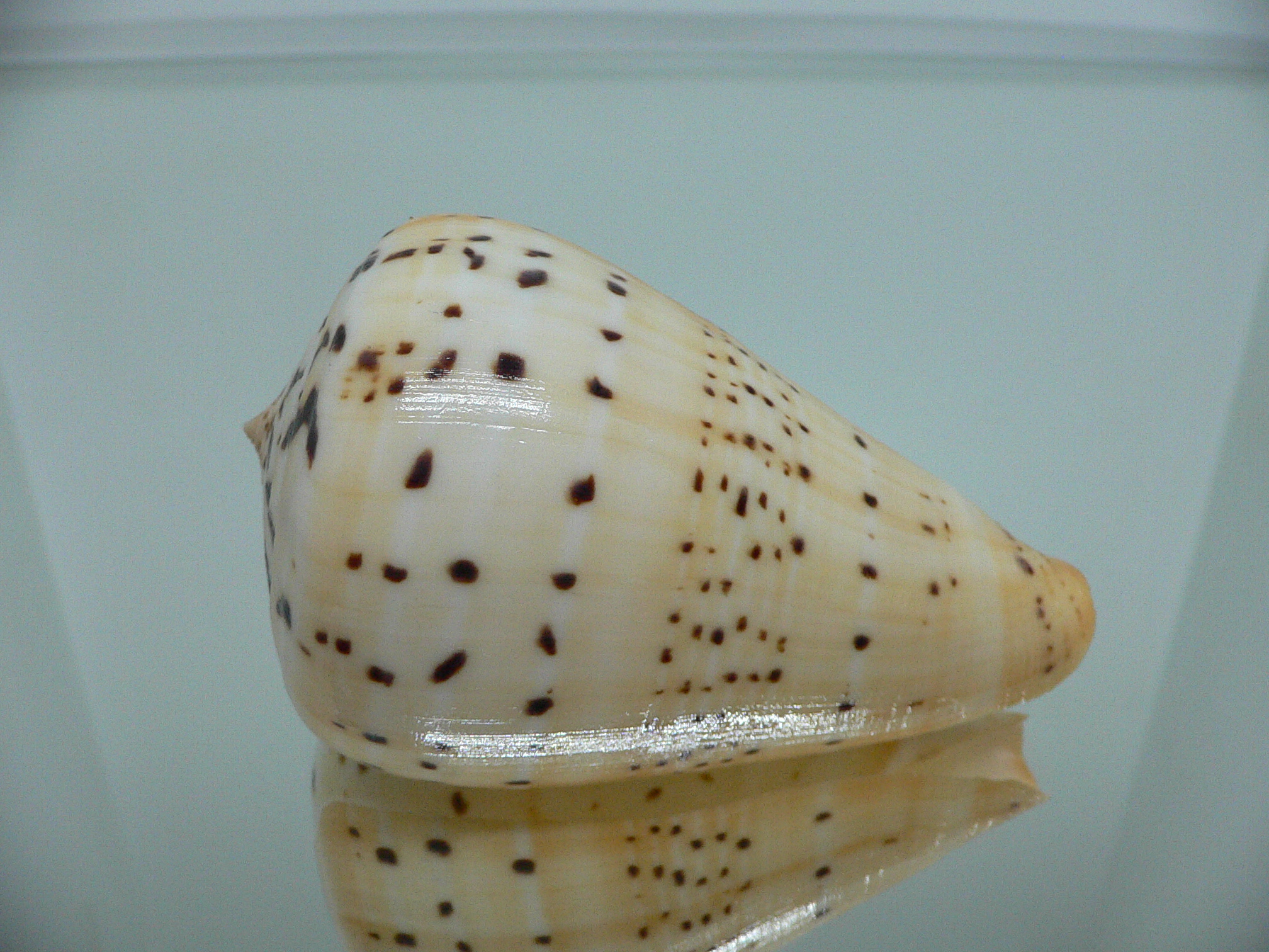 Conus betulinus UNUSUAL COLORING