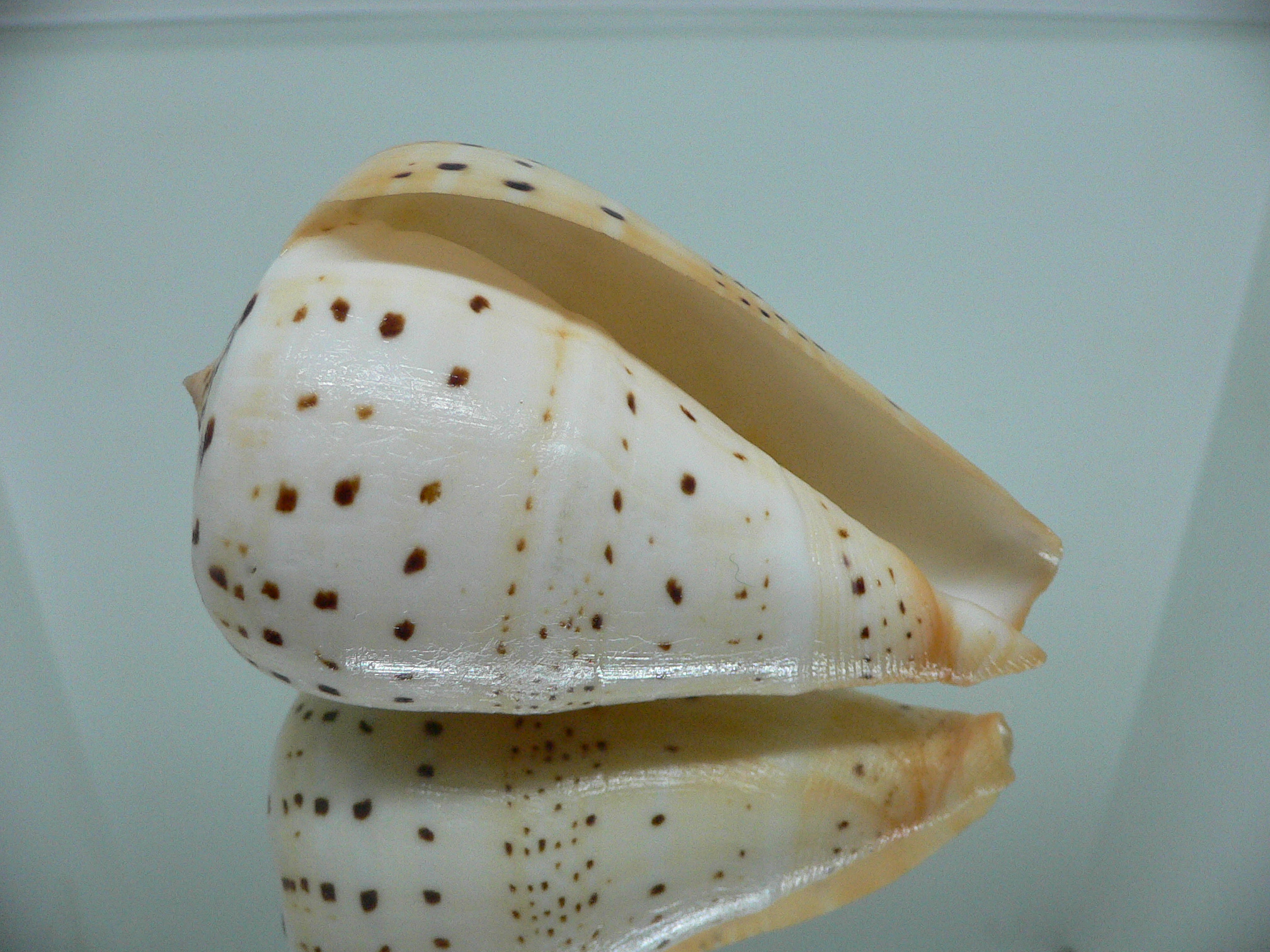 Conus betulinus UNUSUAL COLORING