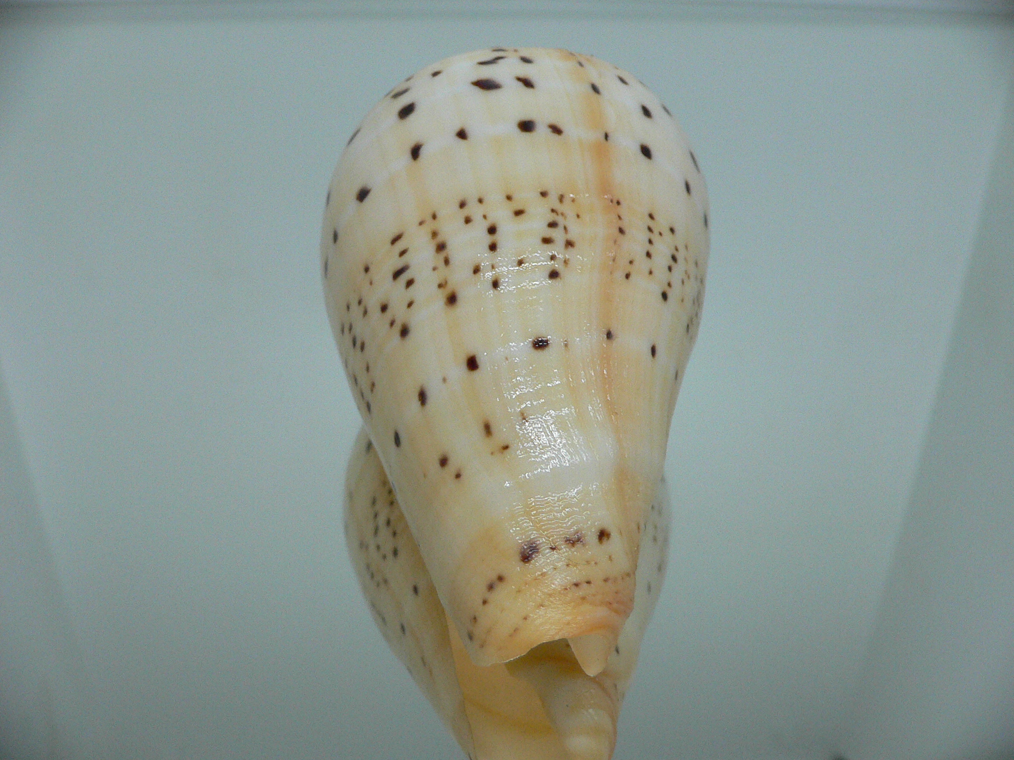 Conus betulinus UNUSUAL COLORING