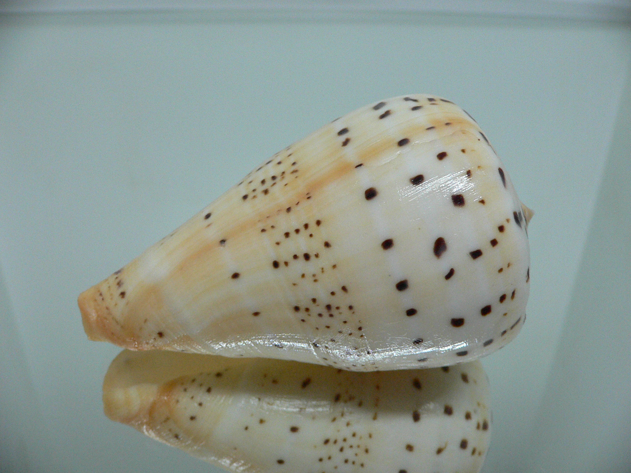 Conus betulinus UNUSUAL COLORING