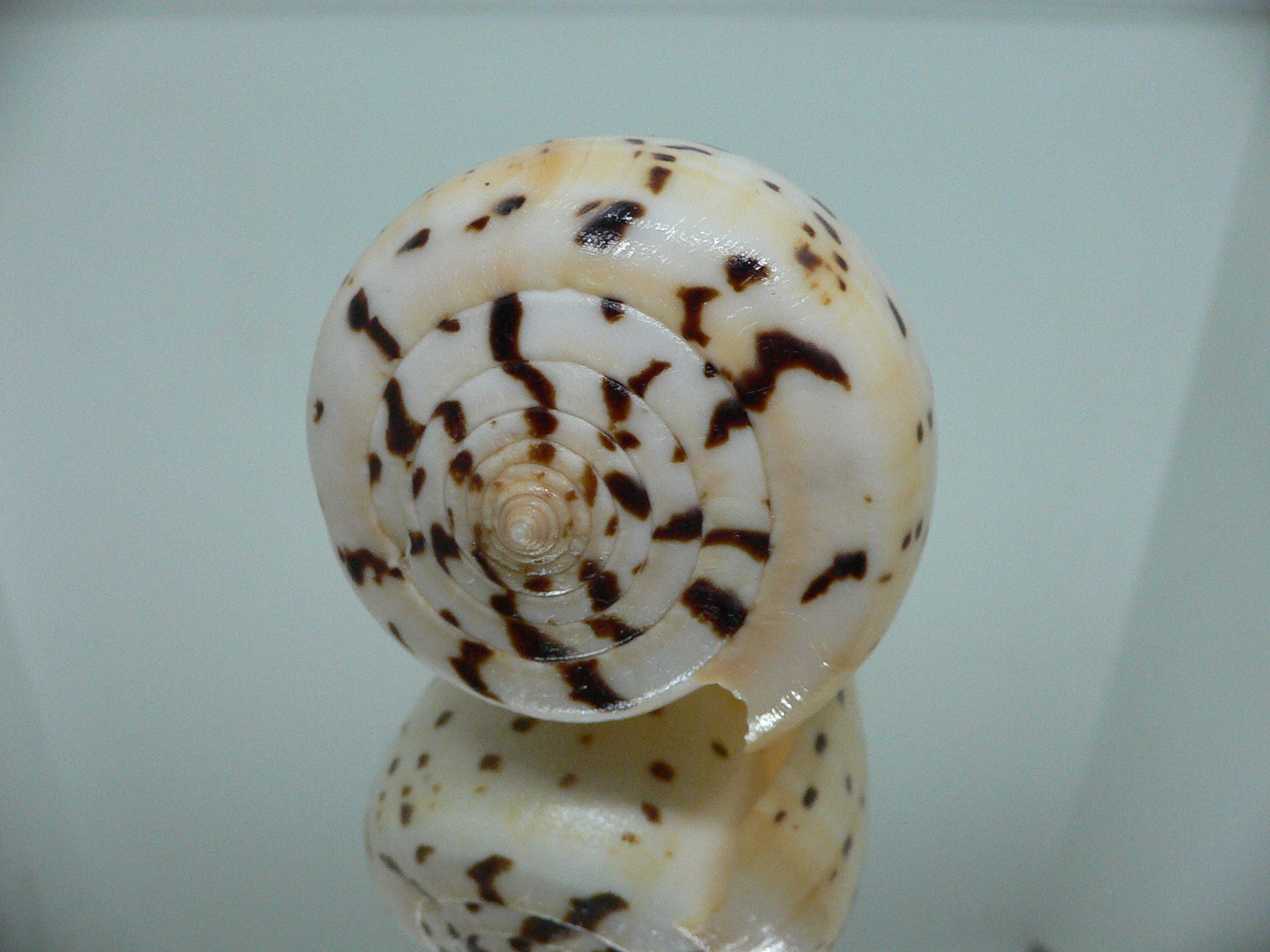 Conus betulinus UNUSUAL COLORING