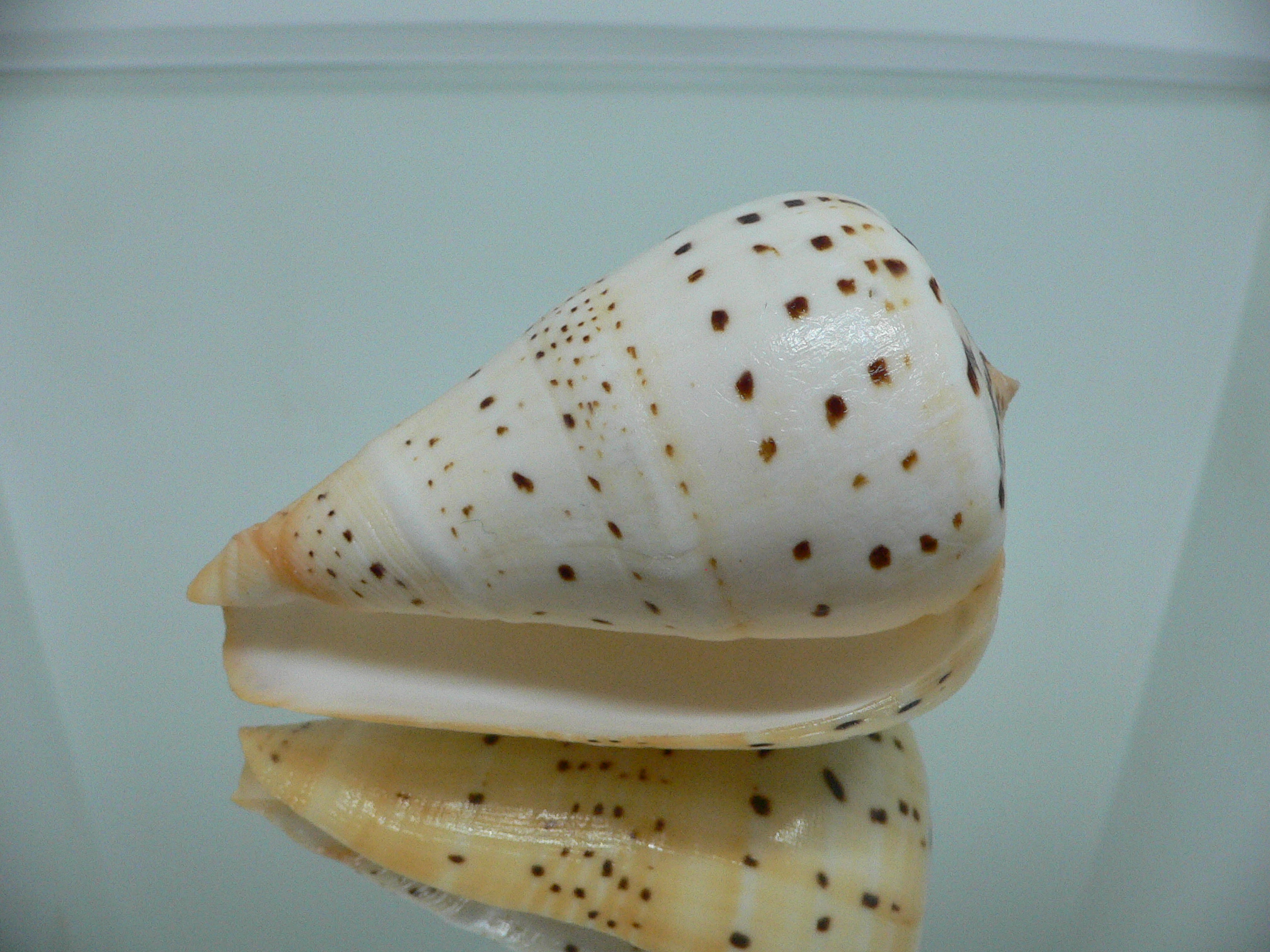 Conus betulinus UNUSUAL COLORING