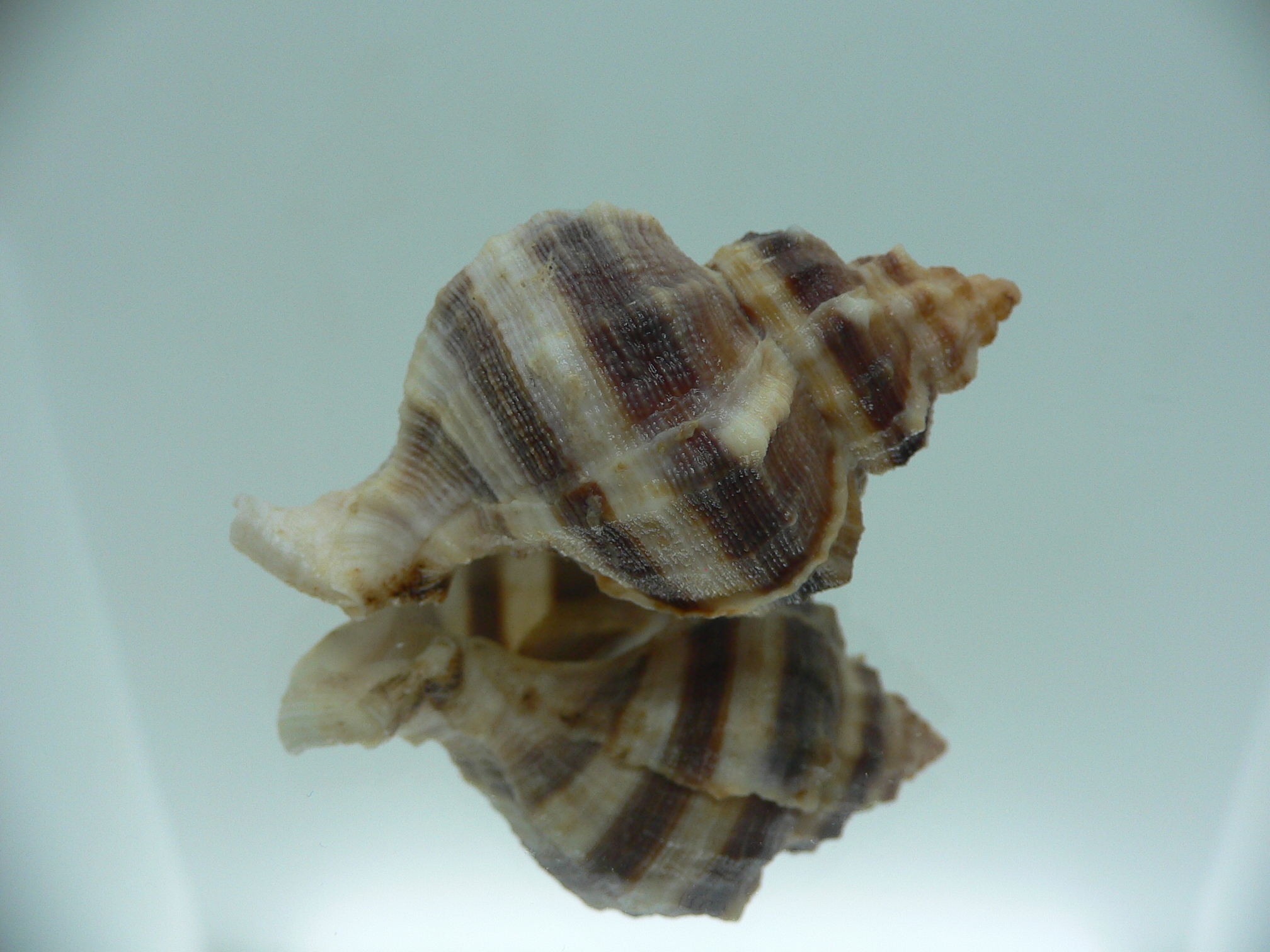 Hexaplex trunculus buccinoides (var.) BIG