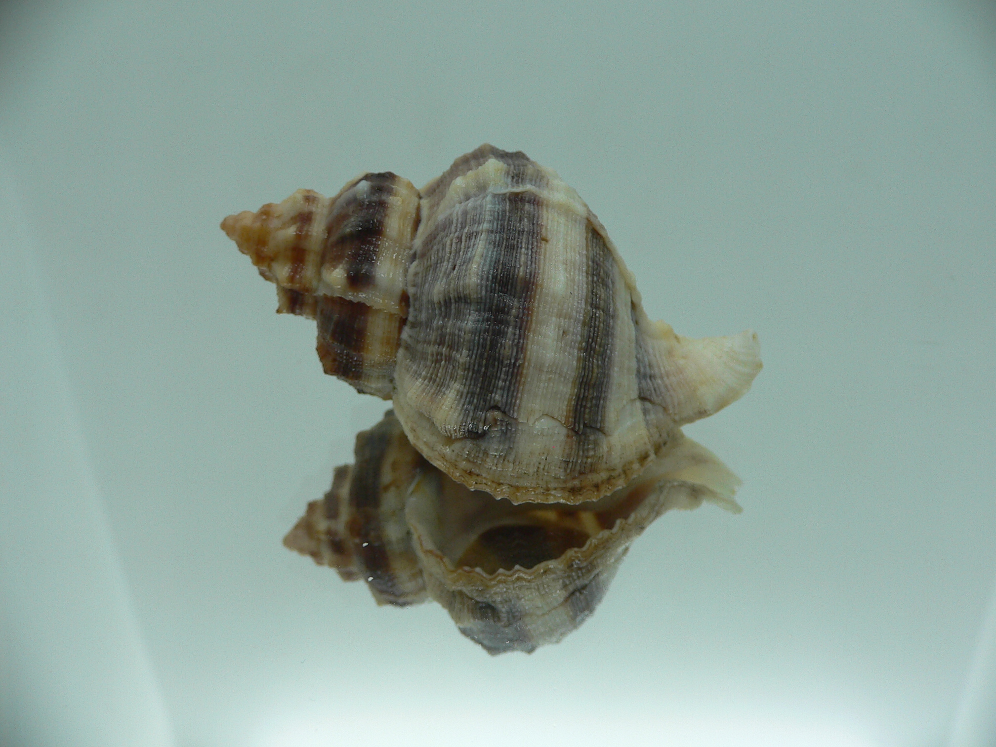 Hexaplex trunculus buccinoides (var.) BIG