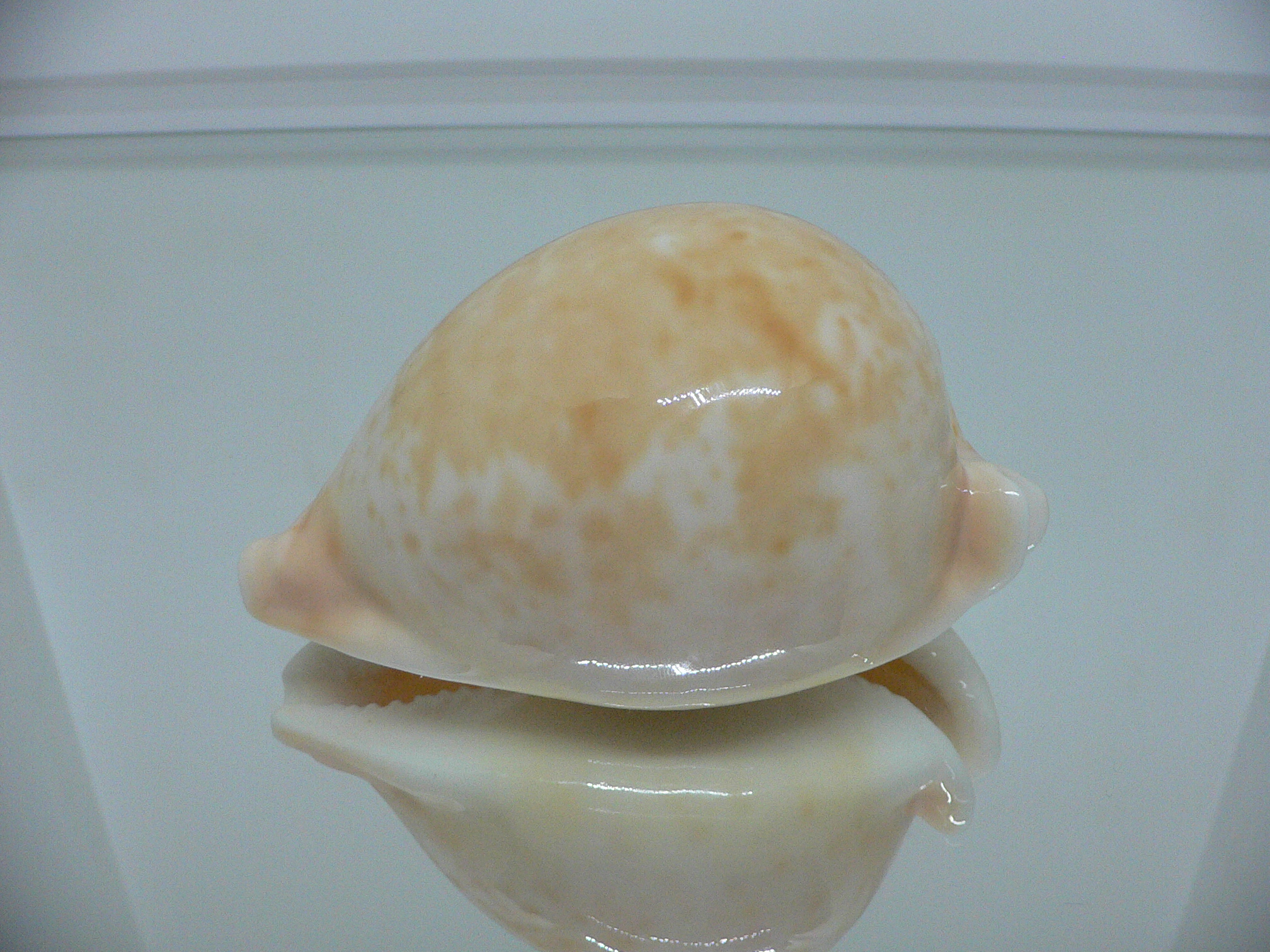 Cypraea armeniaca armeniaca IDEAL & APRICOT