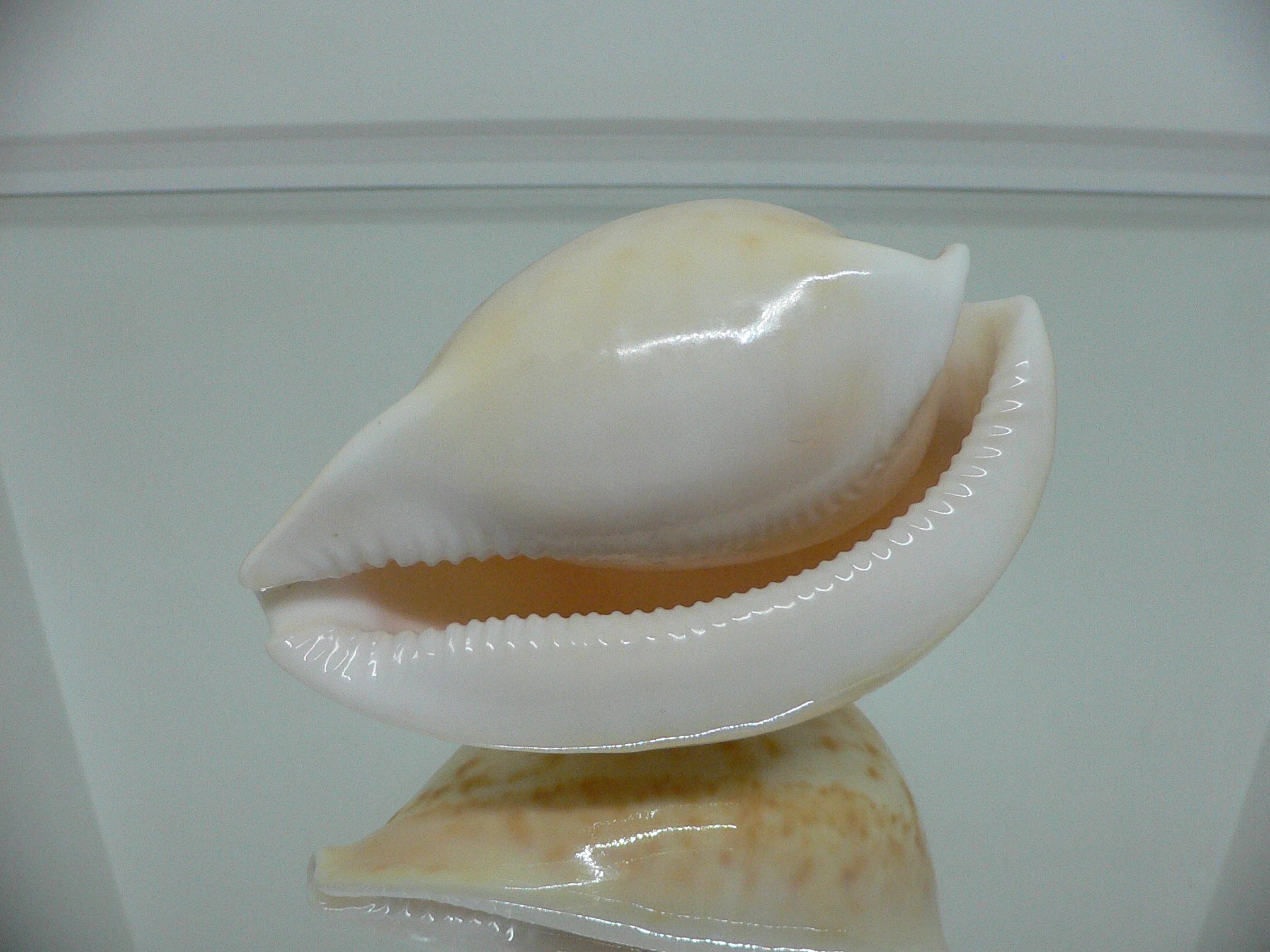 Cypraea armeniaca armeniaca IDEAL & APRICOT