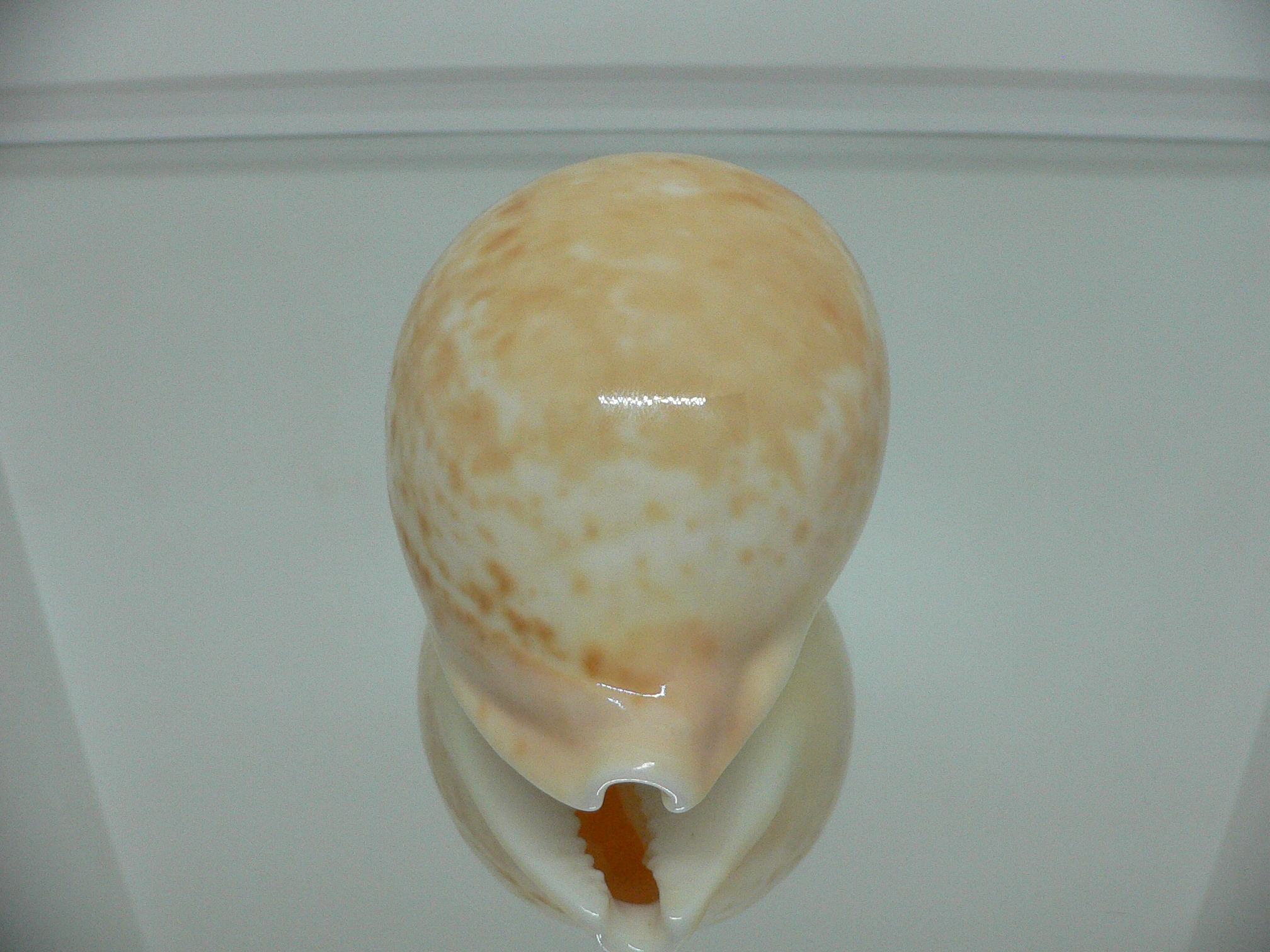 Cypraea armeniaca armeniaca IDEAL & APRICOT