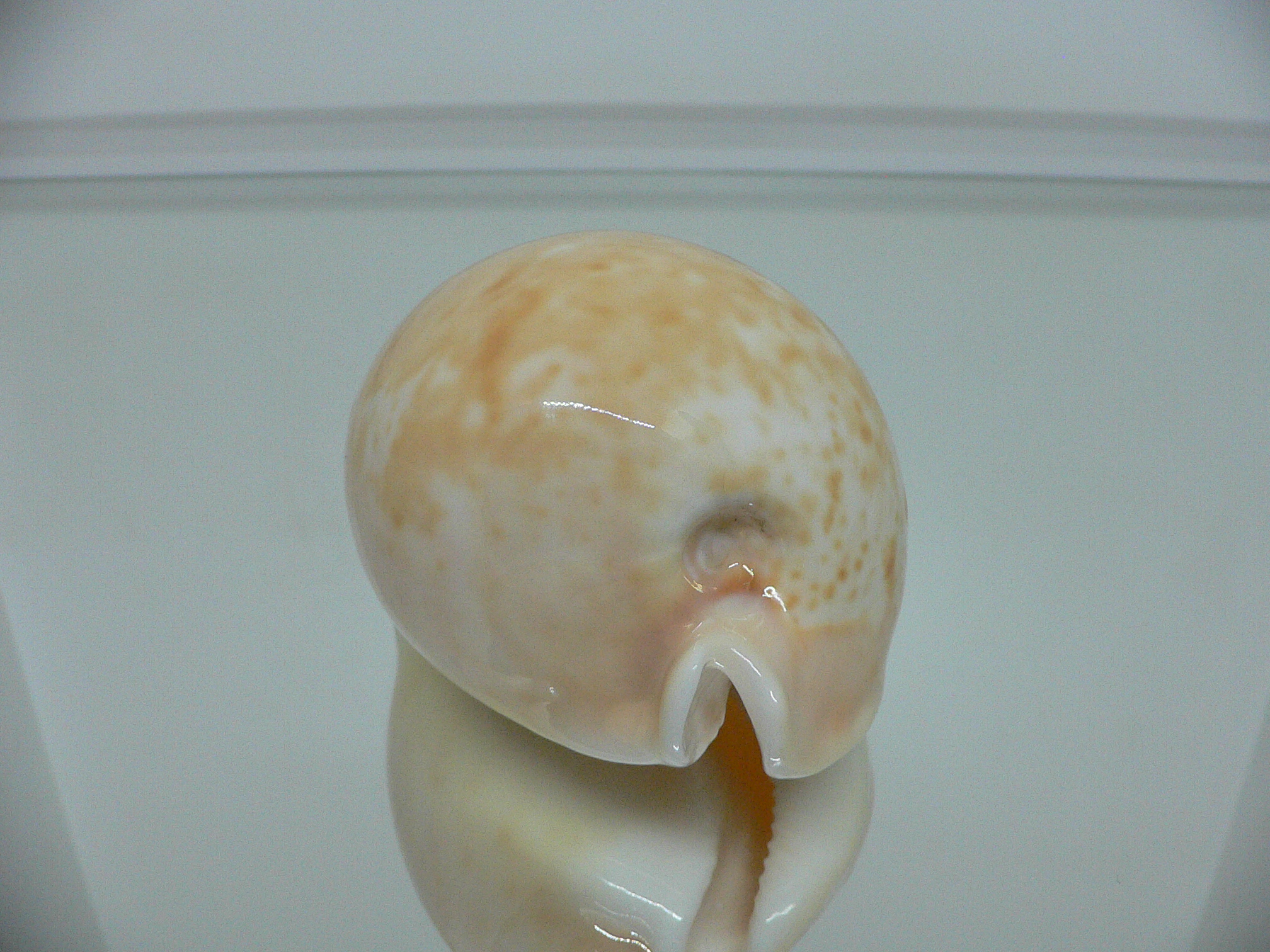 Cypraea armeniaca armeniaca IDEAL & APRICOT