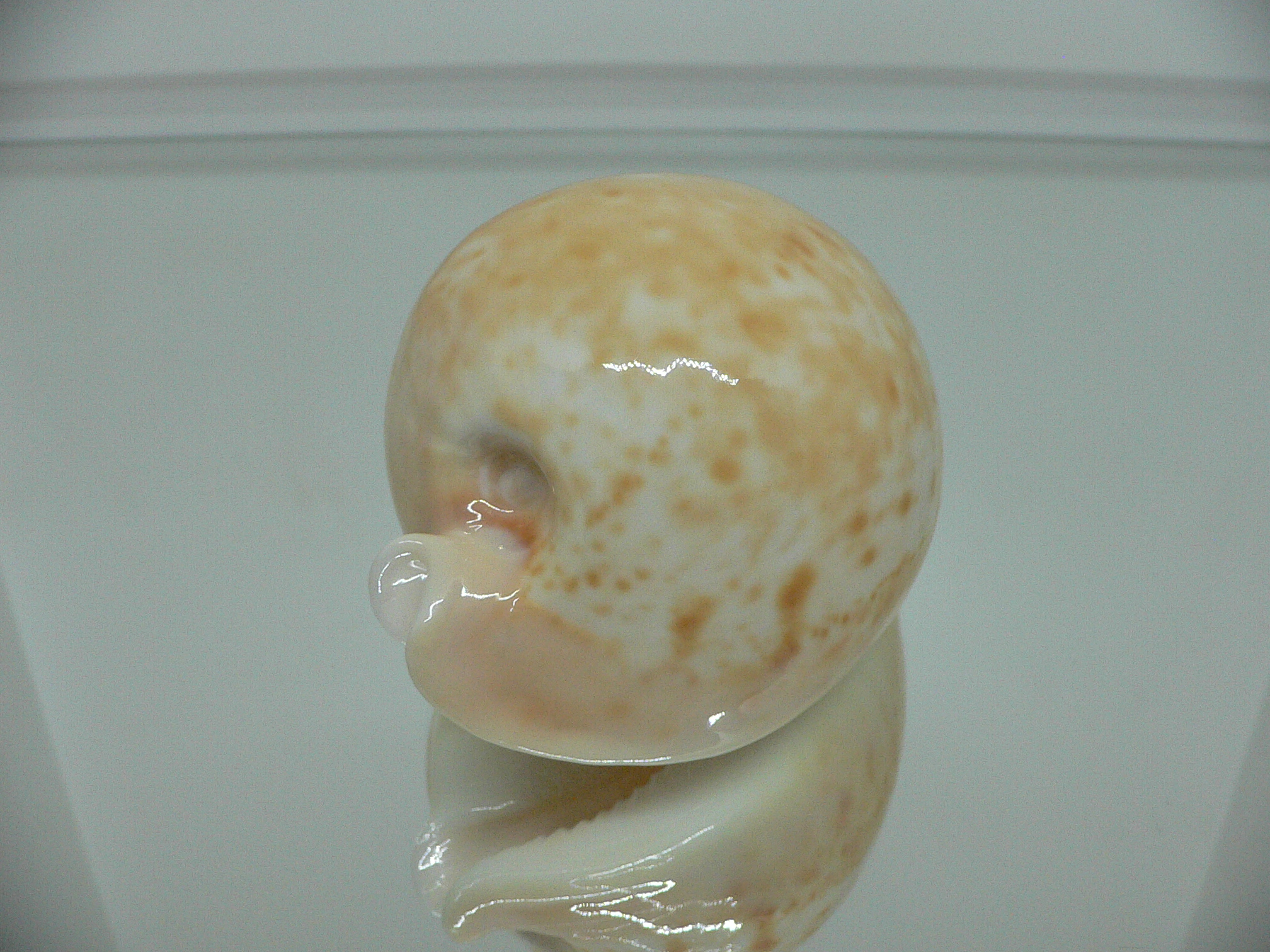 Cypraea armeniaca armeniaca IDEAL & APRICOT