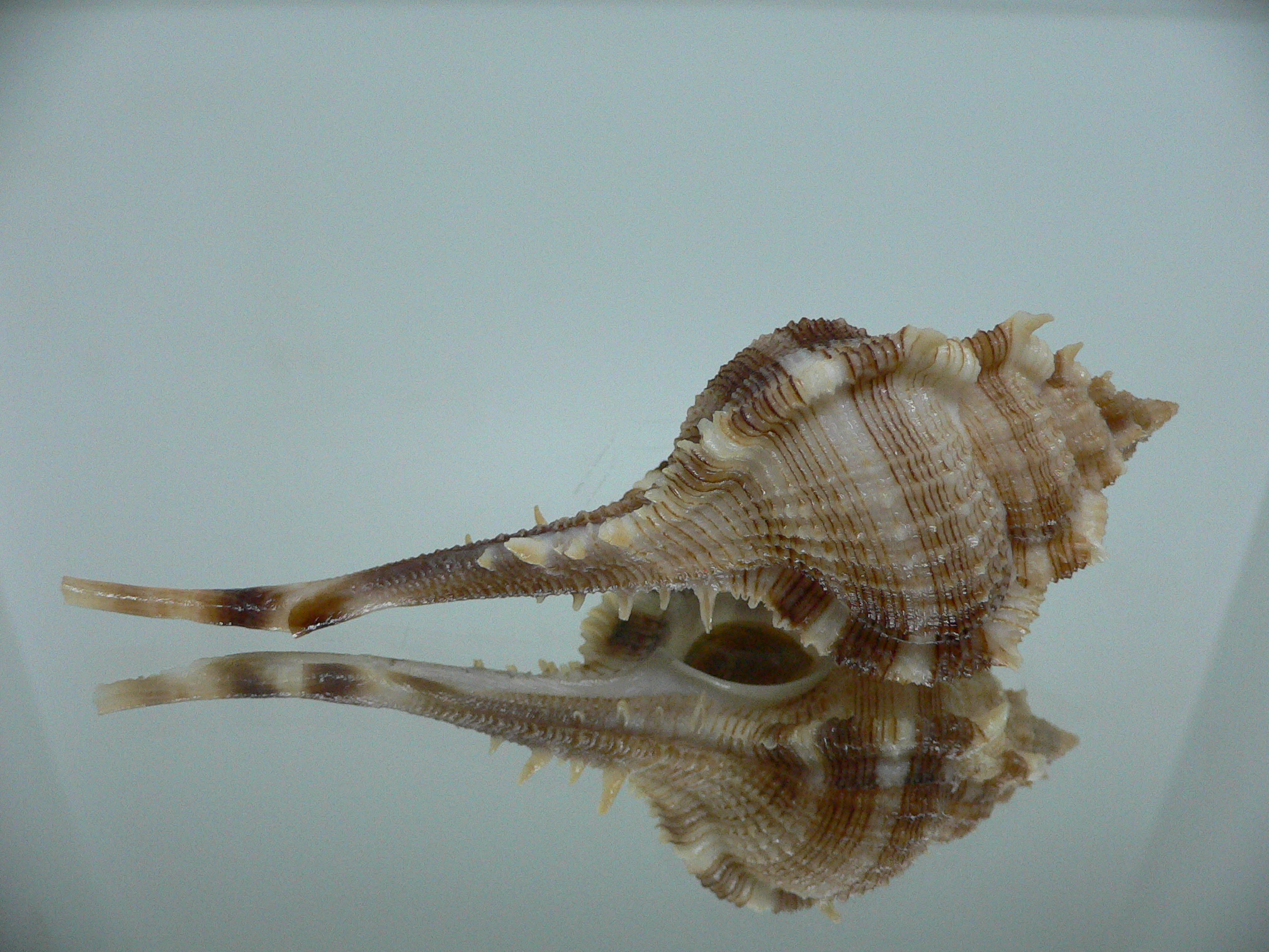 Vokesimurex malabaricus KING