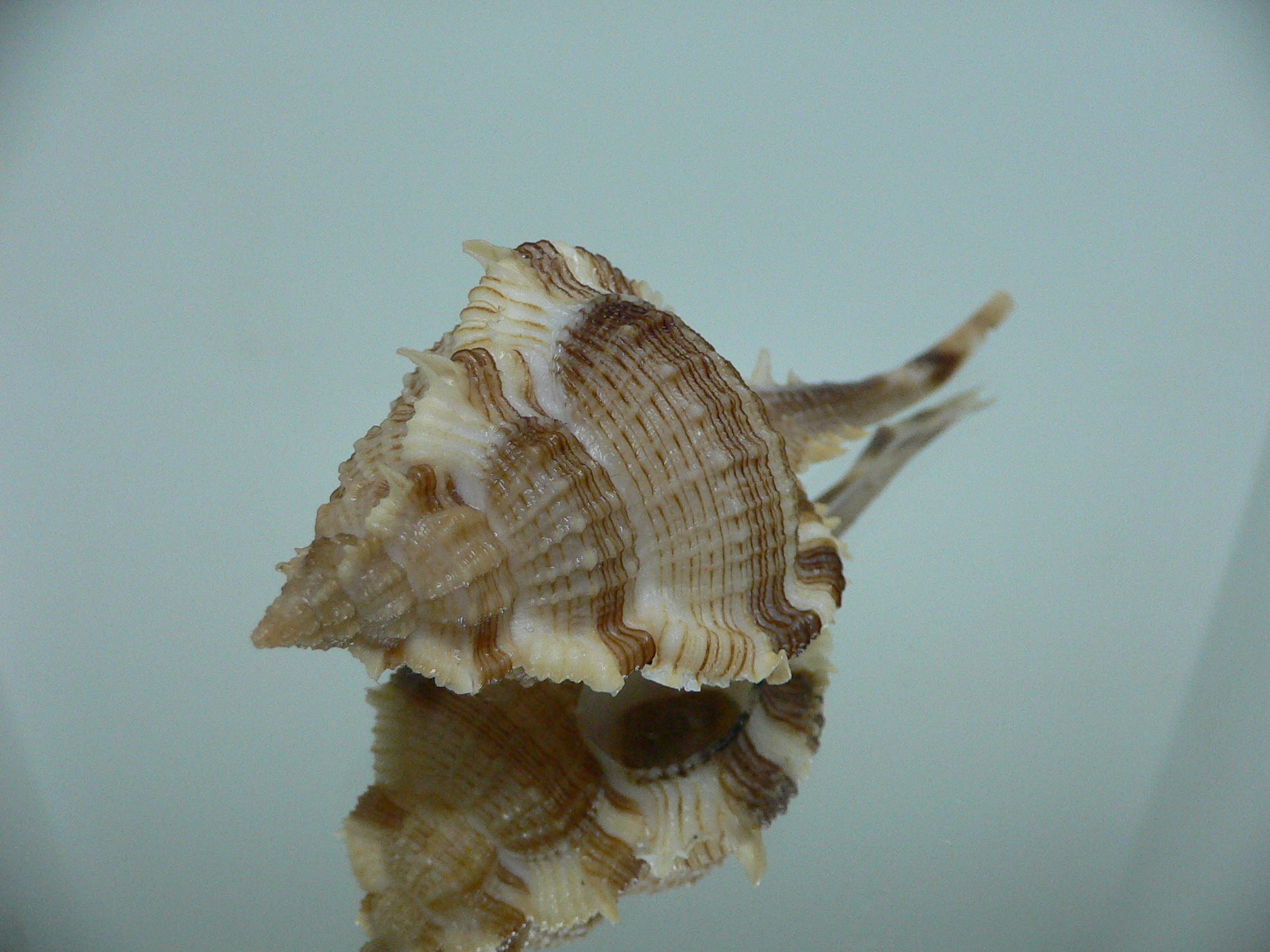 Vokesimurex malabaricus KING