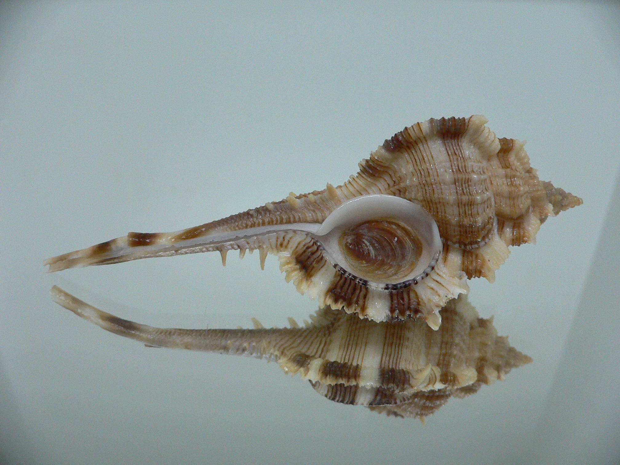 Vokesimurex malabaricus KING