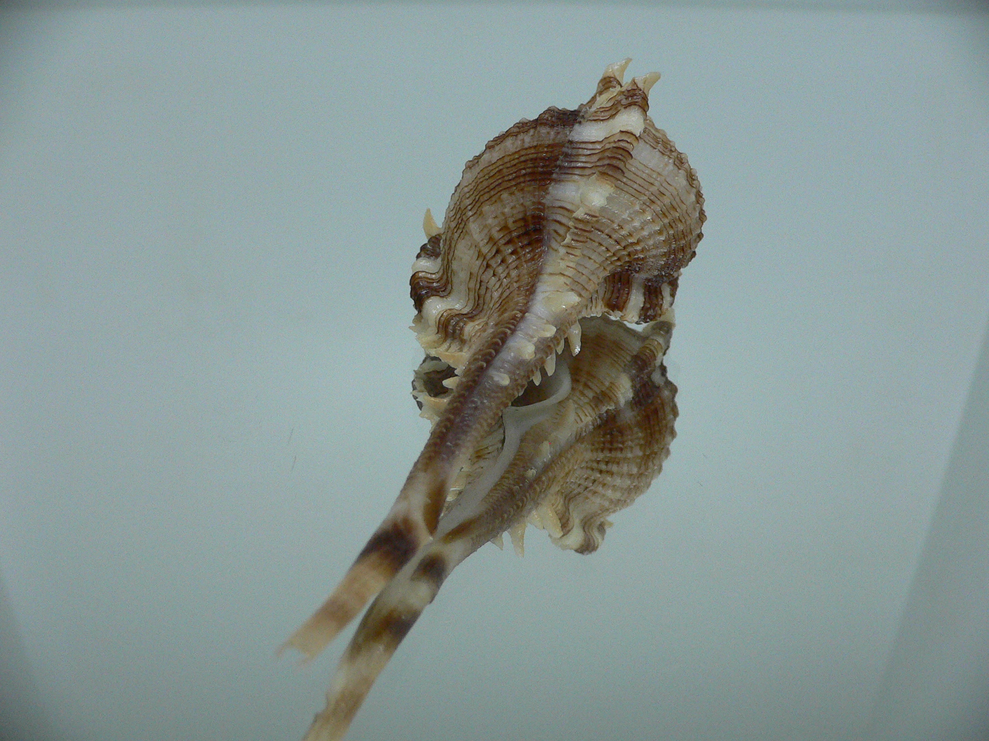 Vokesimurex malabaricus KING