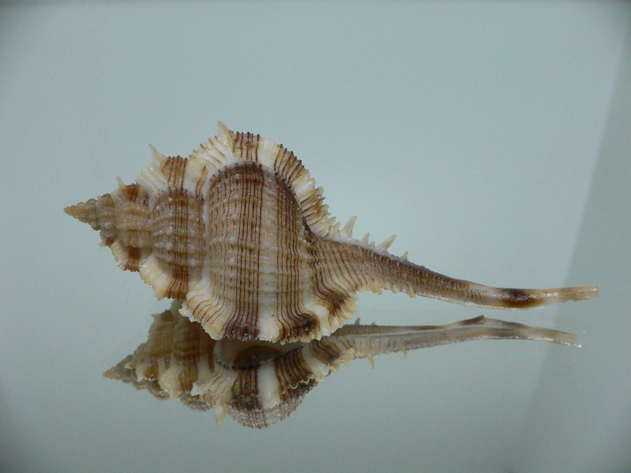 Vokesimurex malabaricus KING